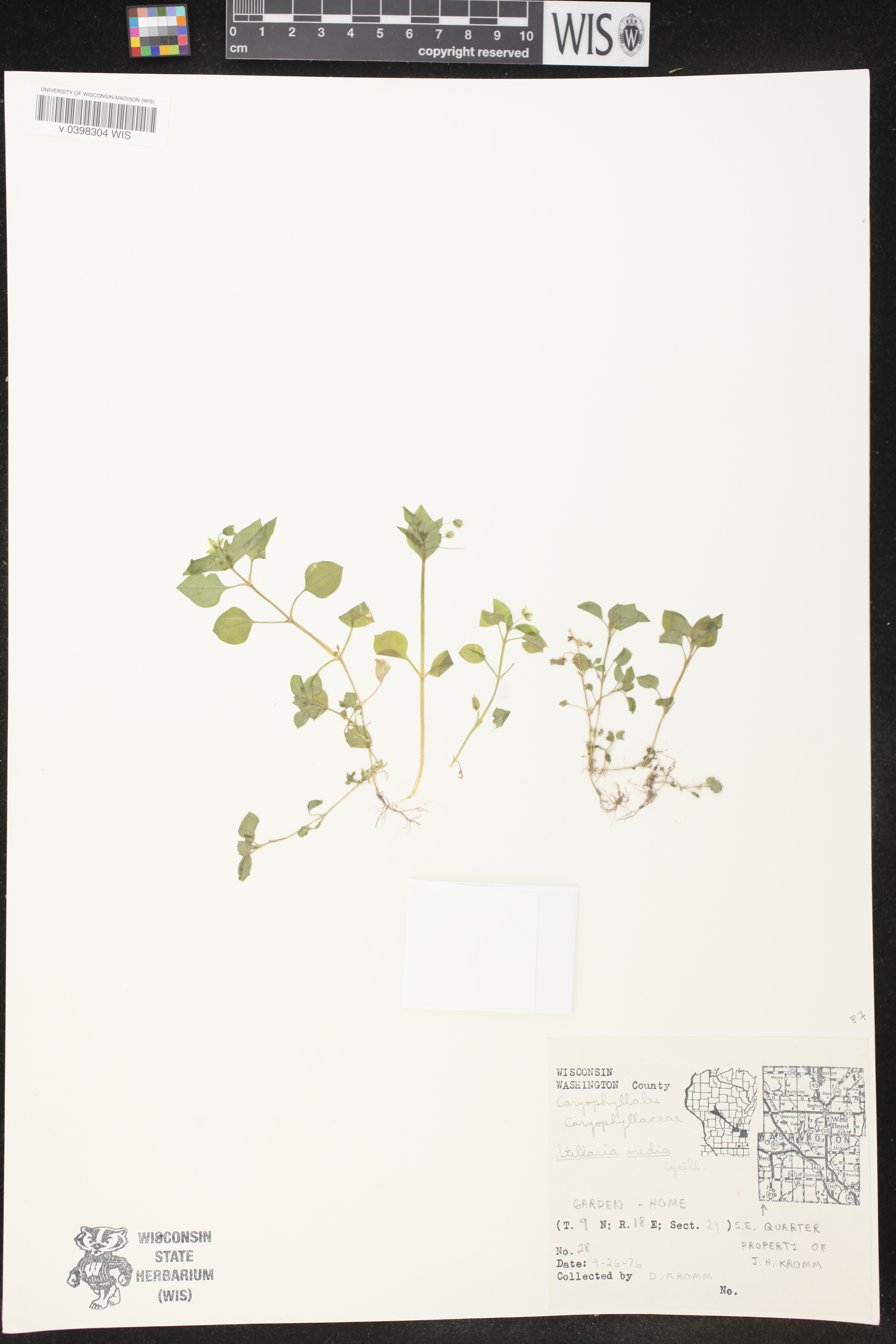 Stellaria media image