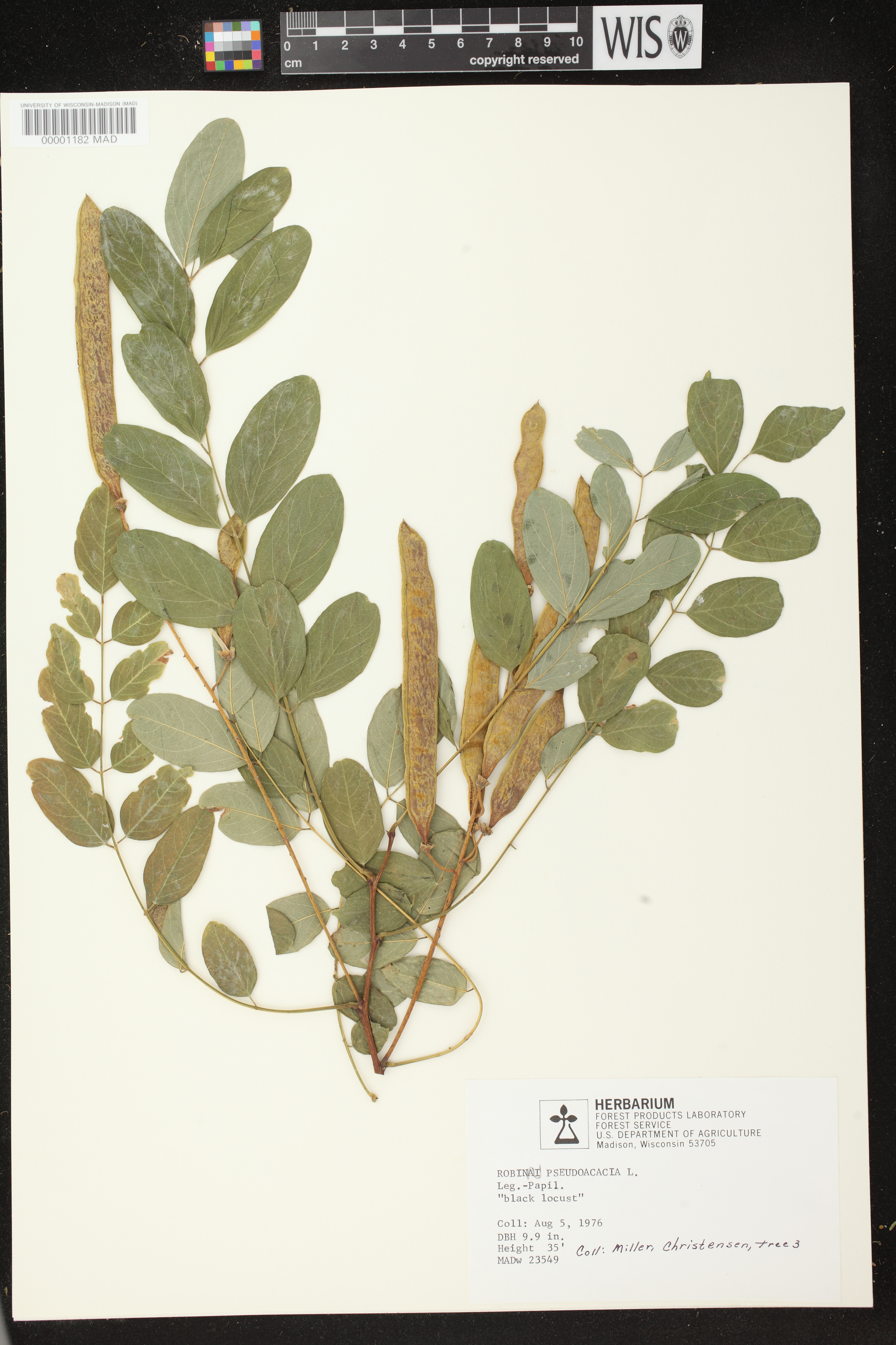 Robinia pseudoacacia image