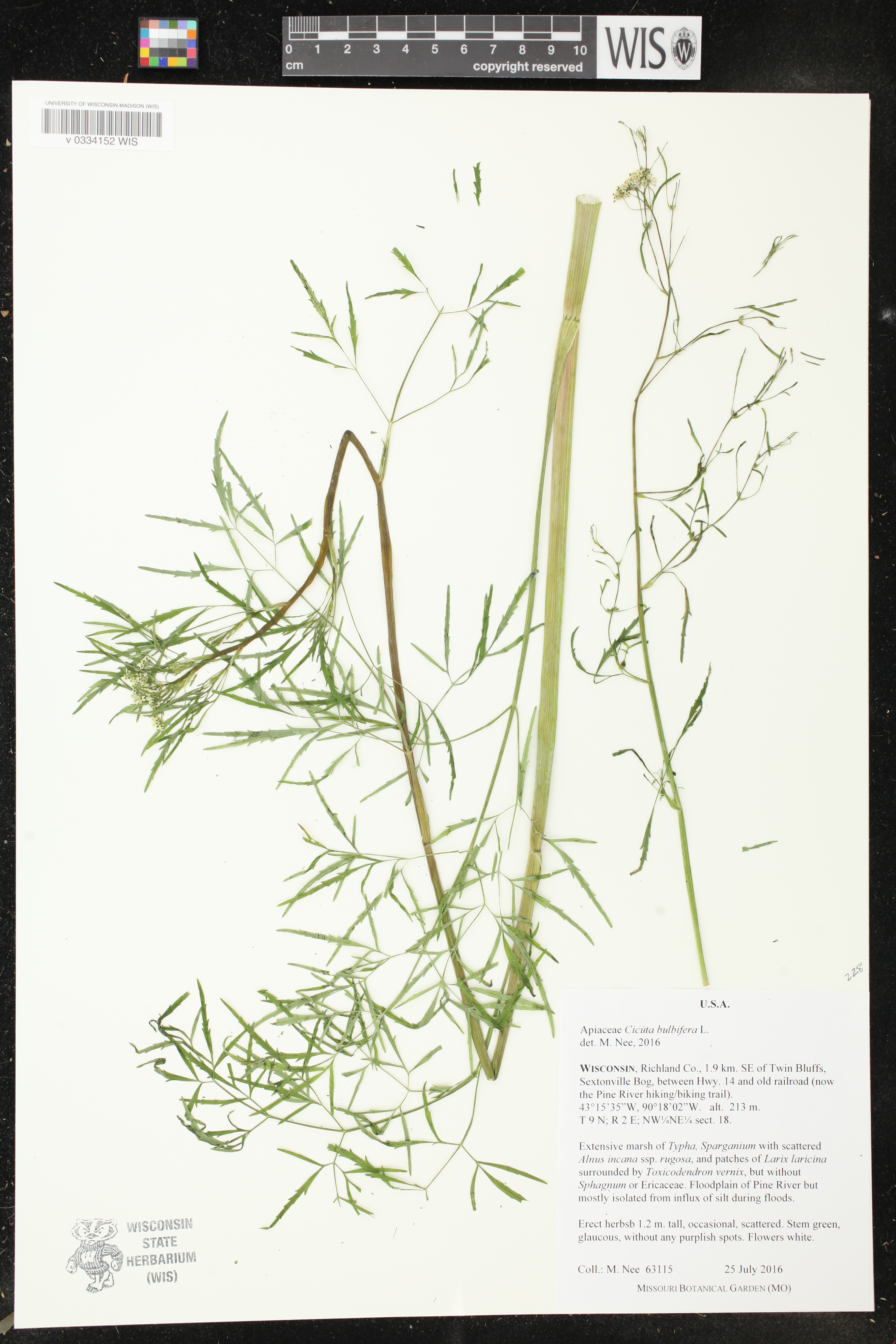 Cicuta bulbifera image