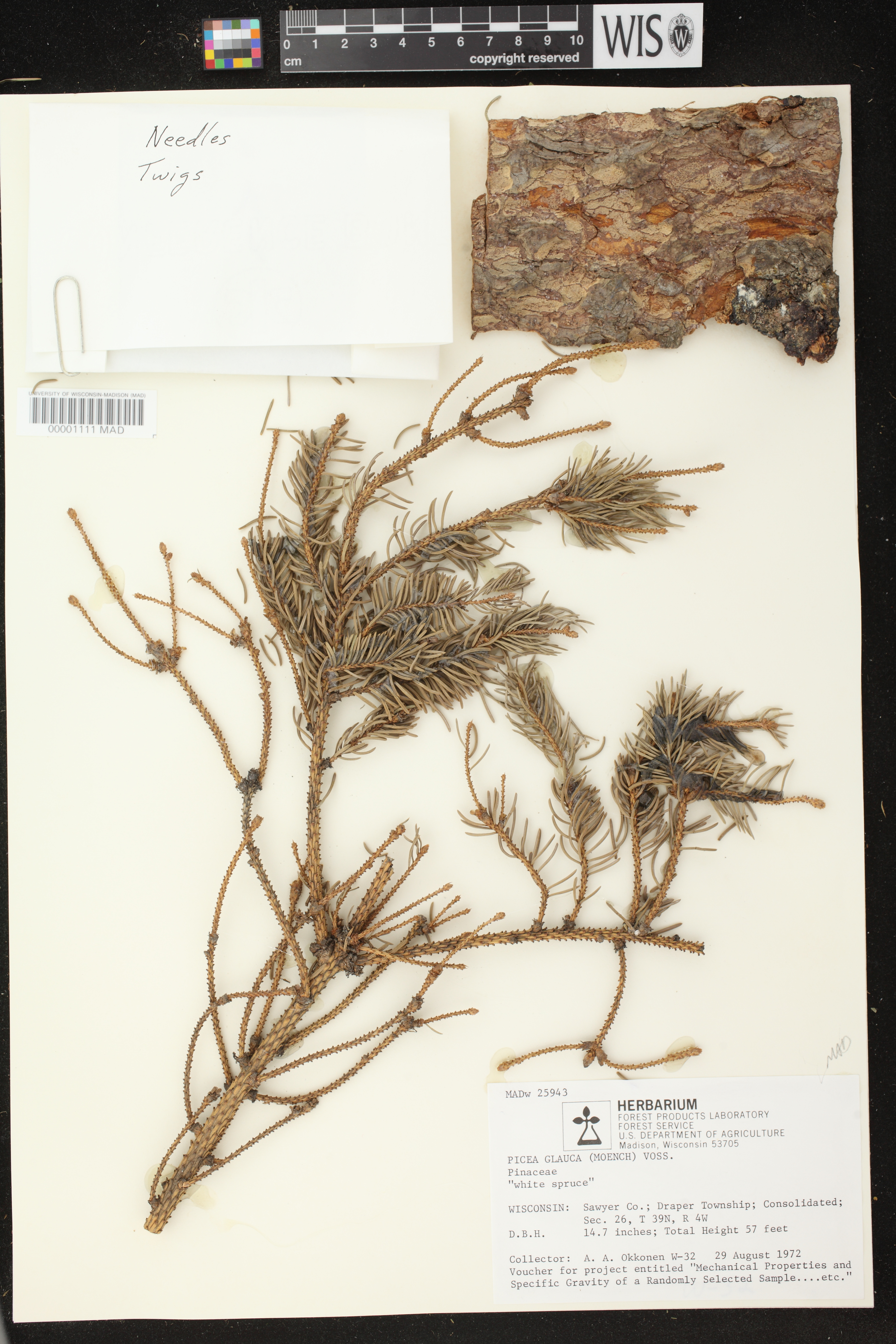 Picea glauca image
