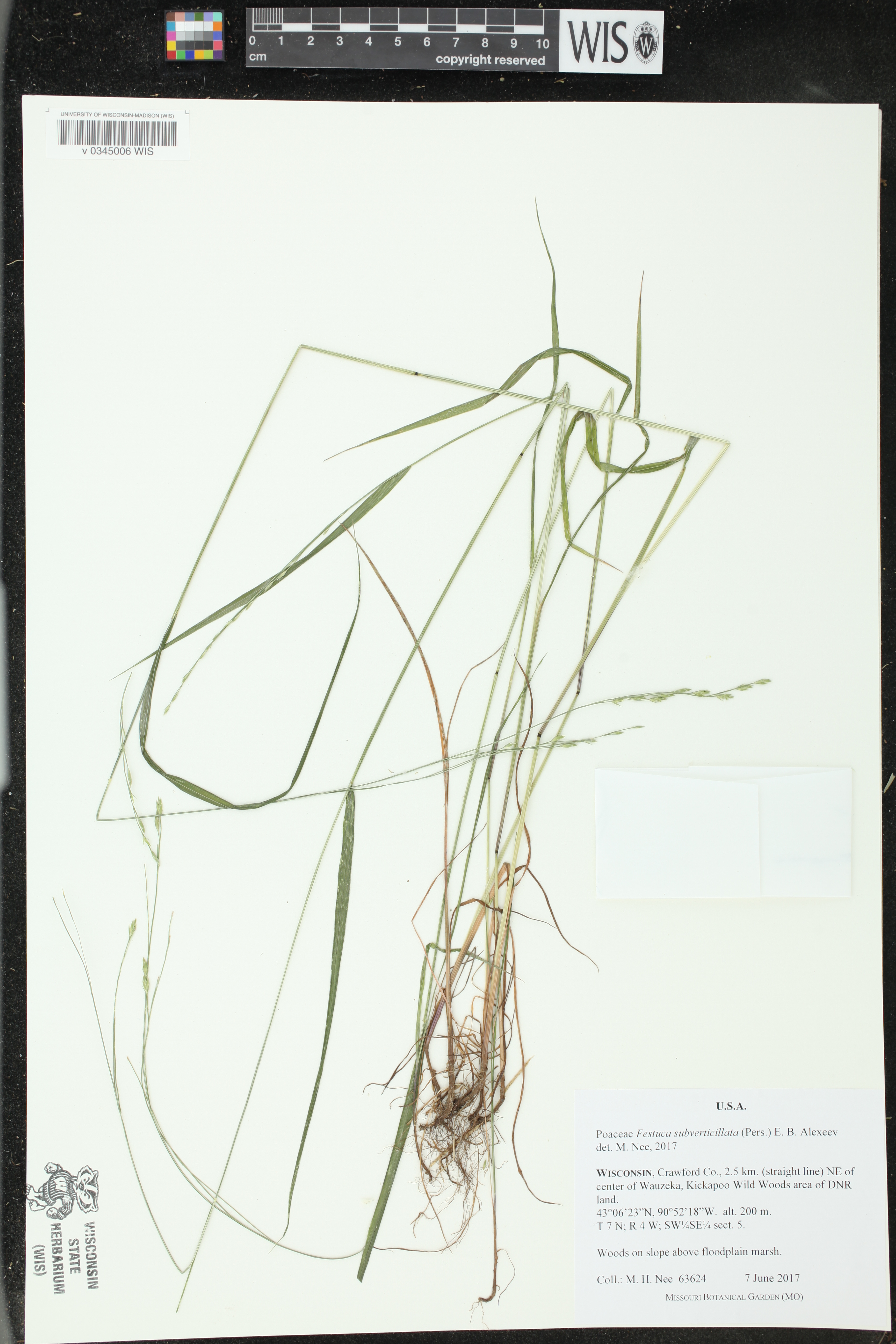 Festuca subverticillata image