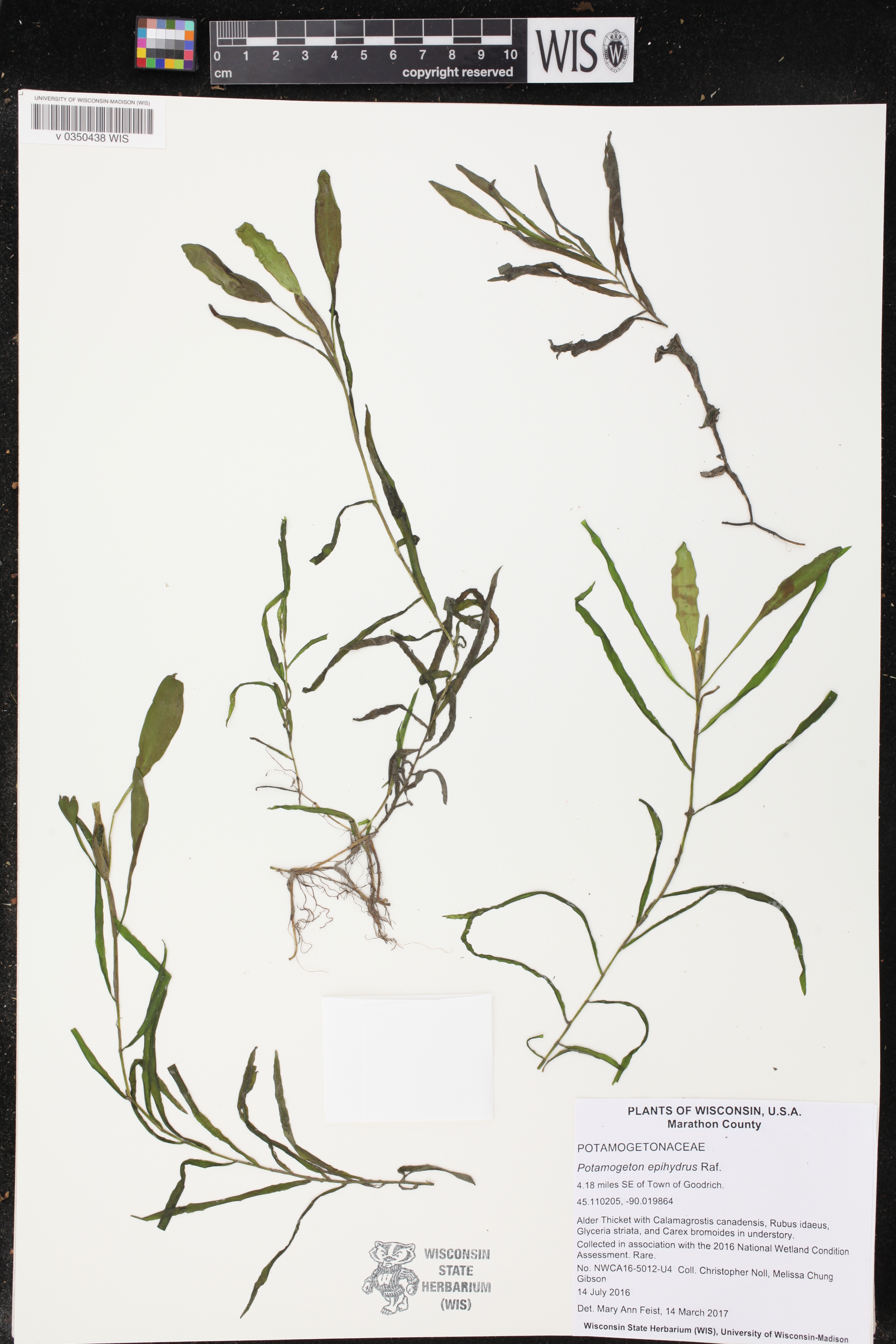 Potamogeton epihydrus image