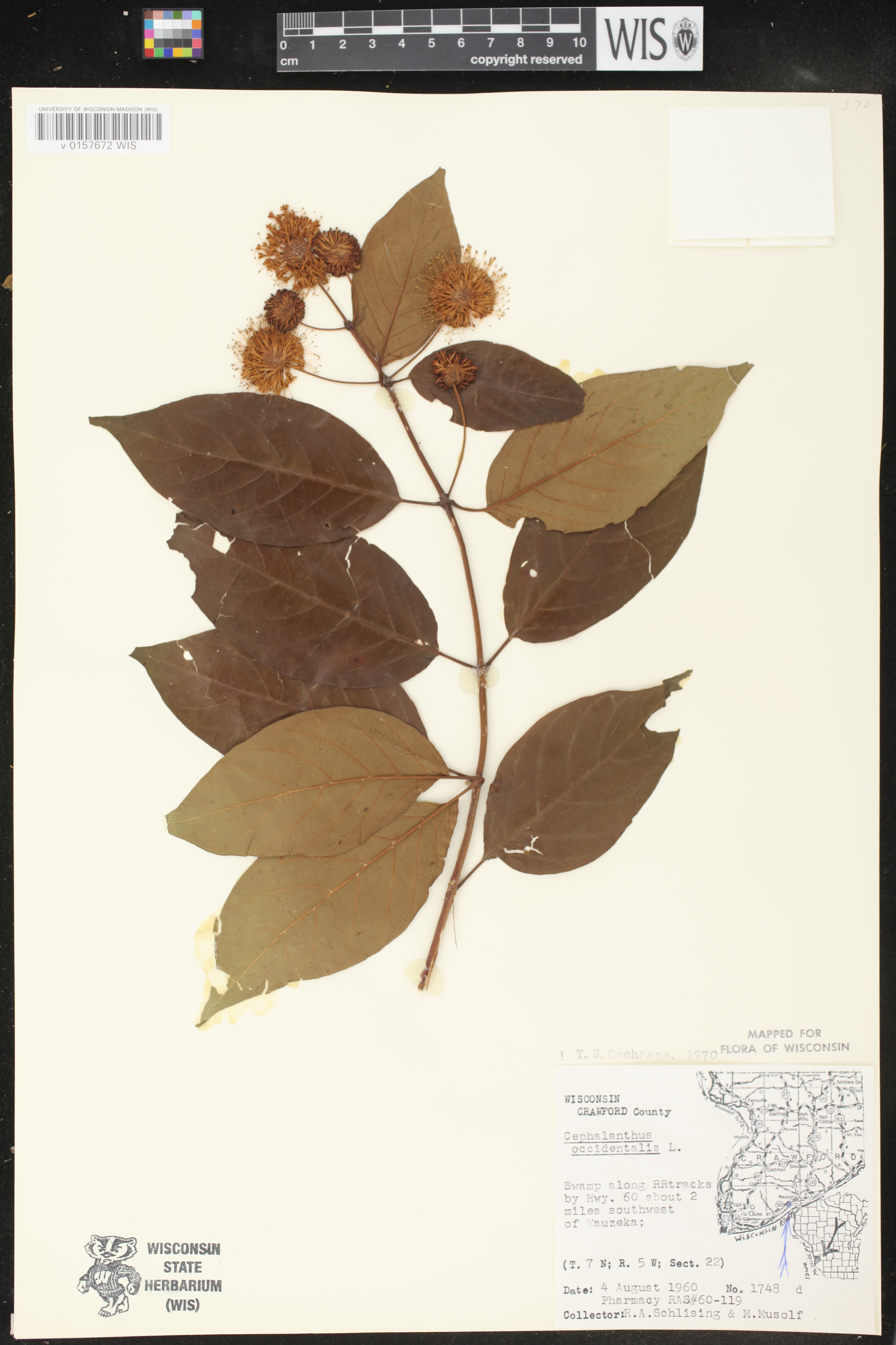 Cephalanthus occidentalis image