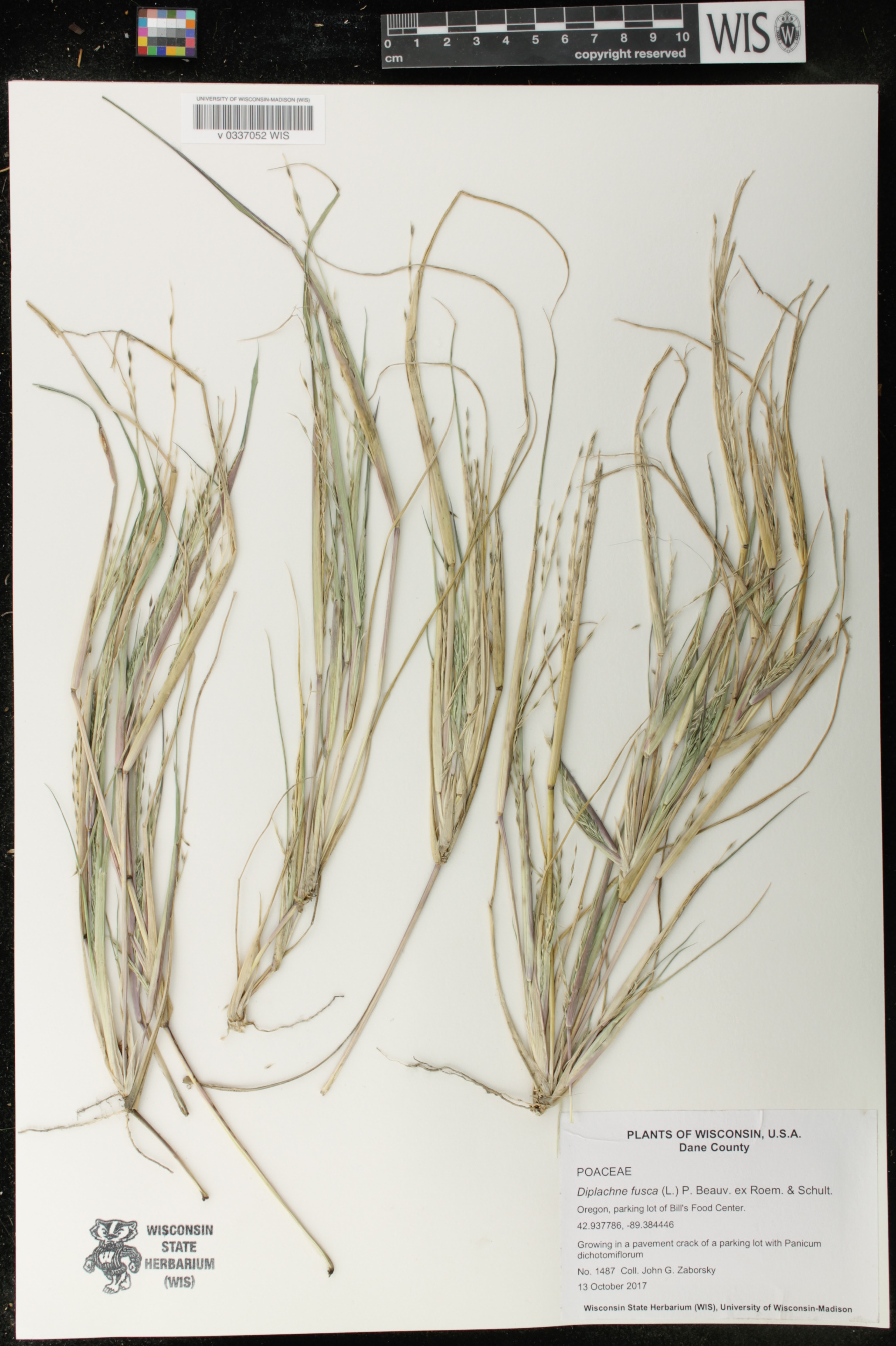 Diplachne fusca image
