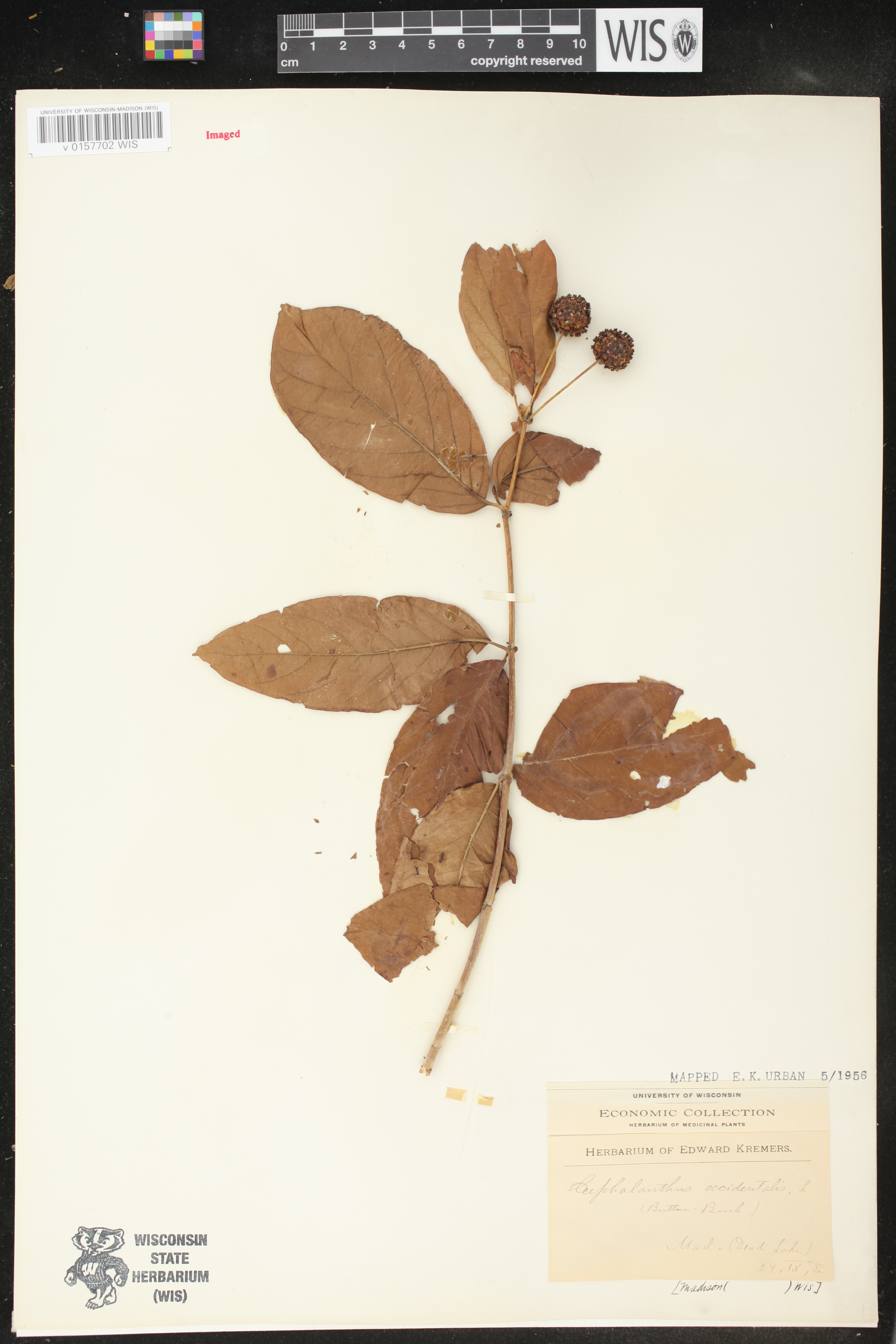 Cephalanthus occidentalis image