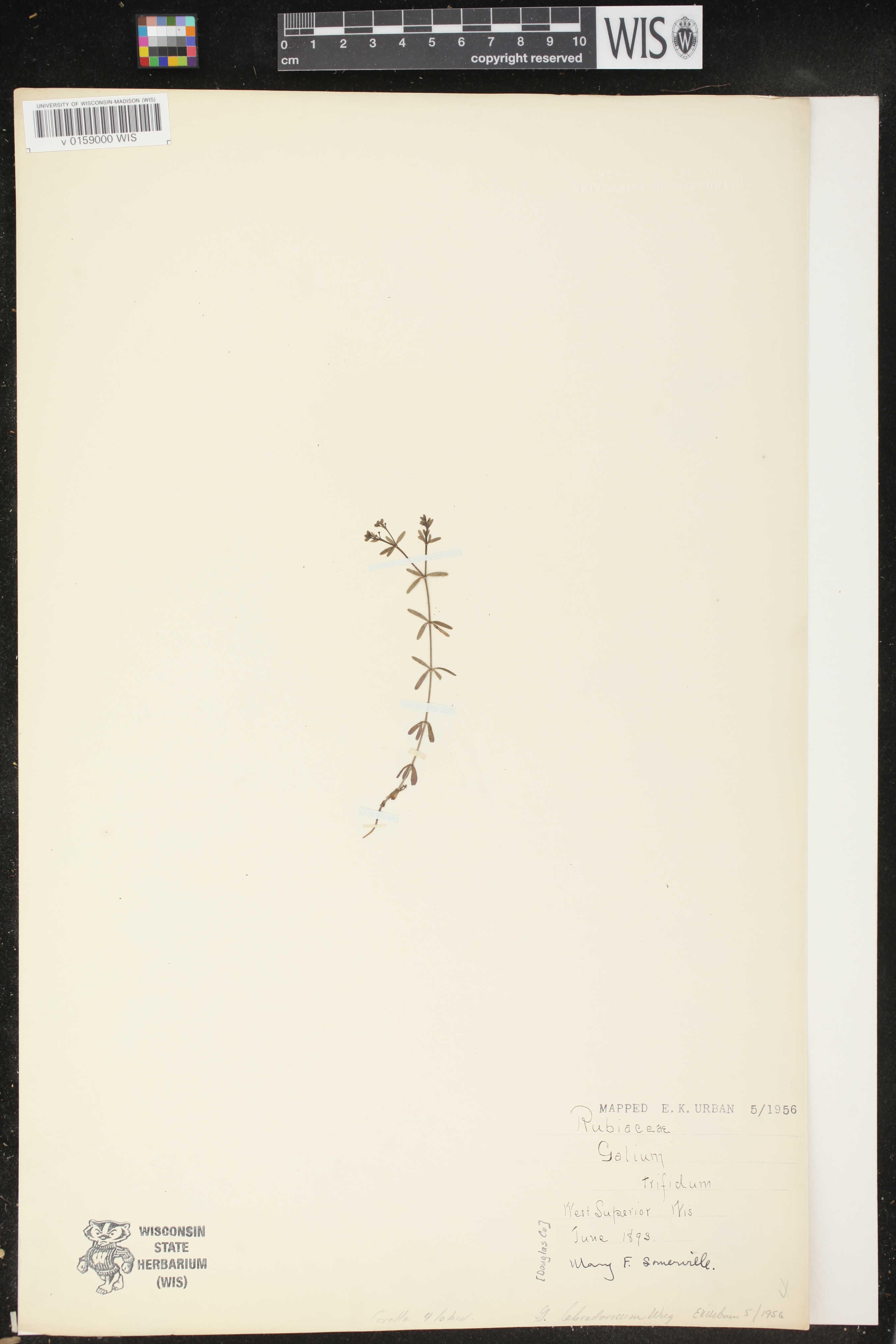 Galium labradoricum image