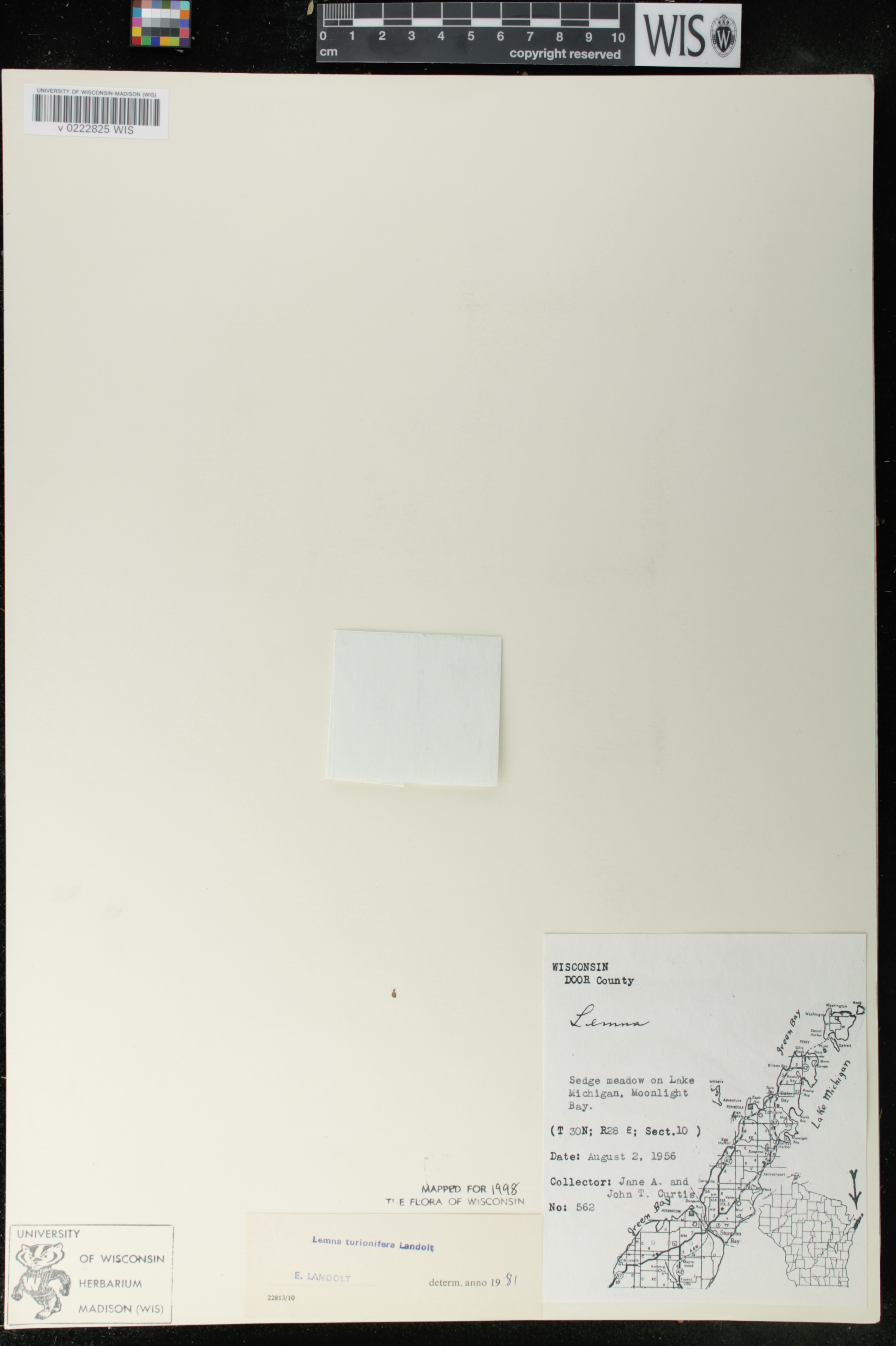 Lemna turionifera image