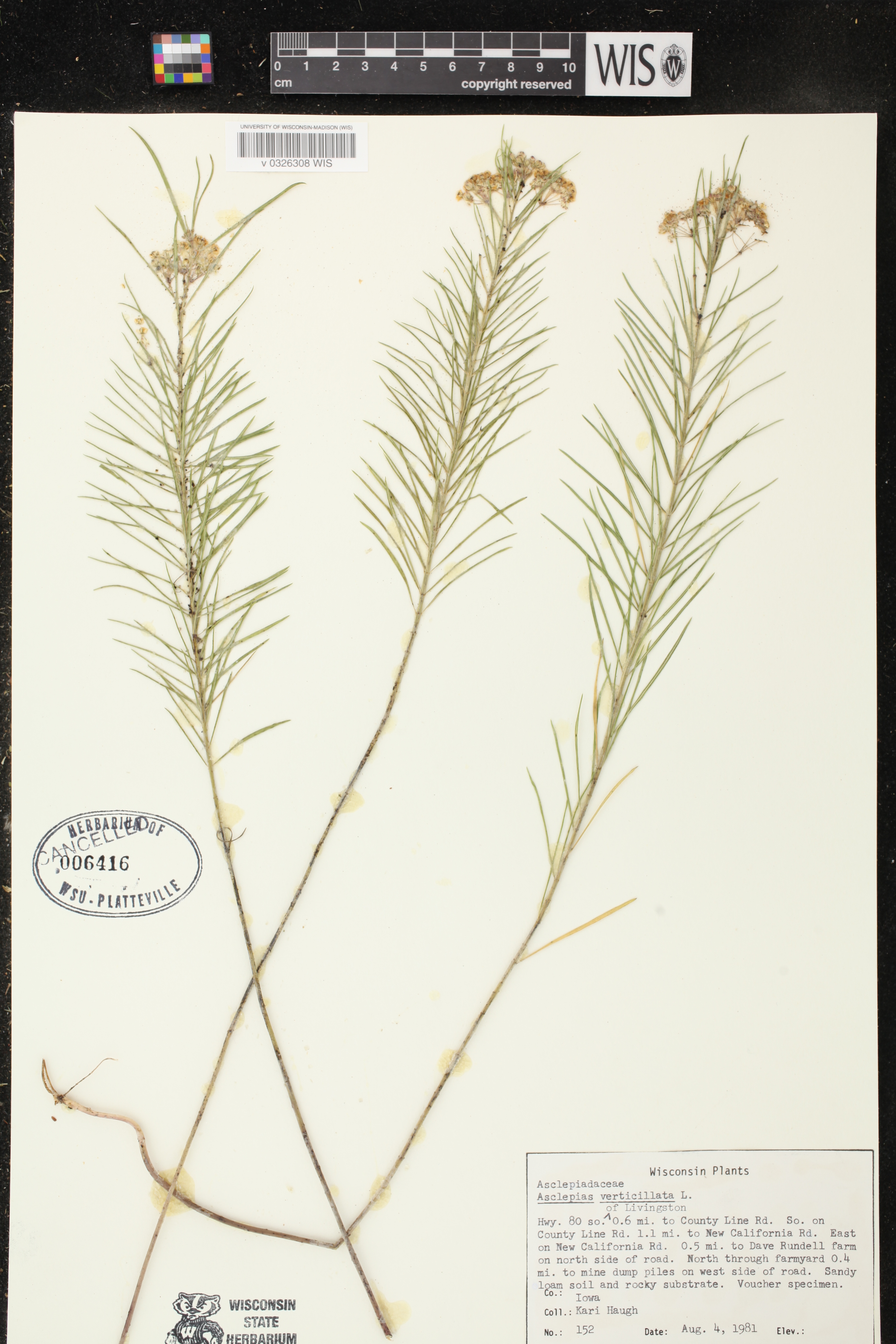 Asclepias verticillata image