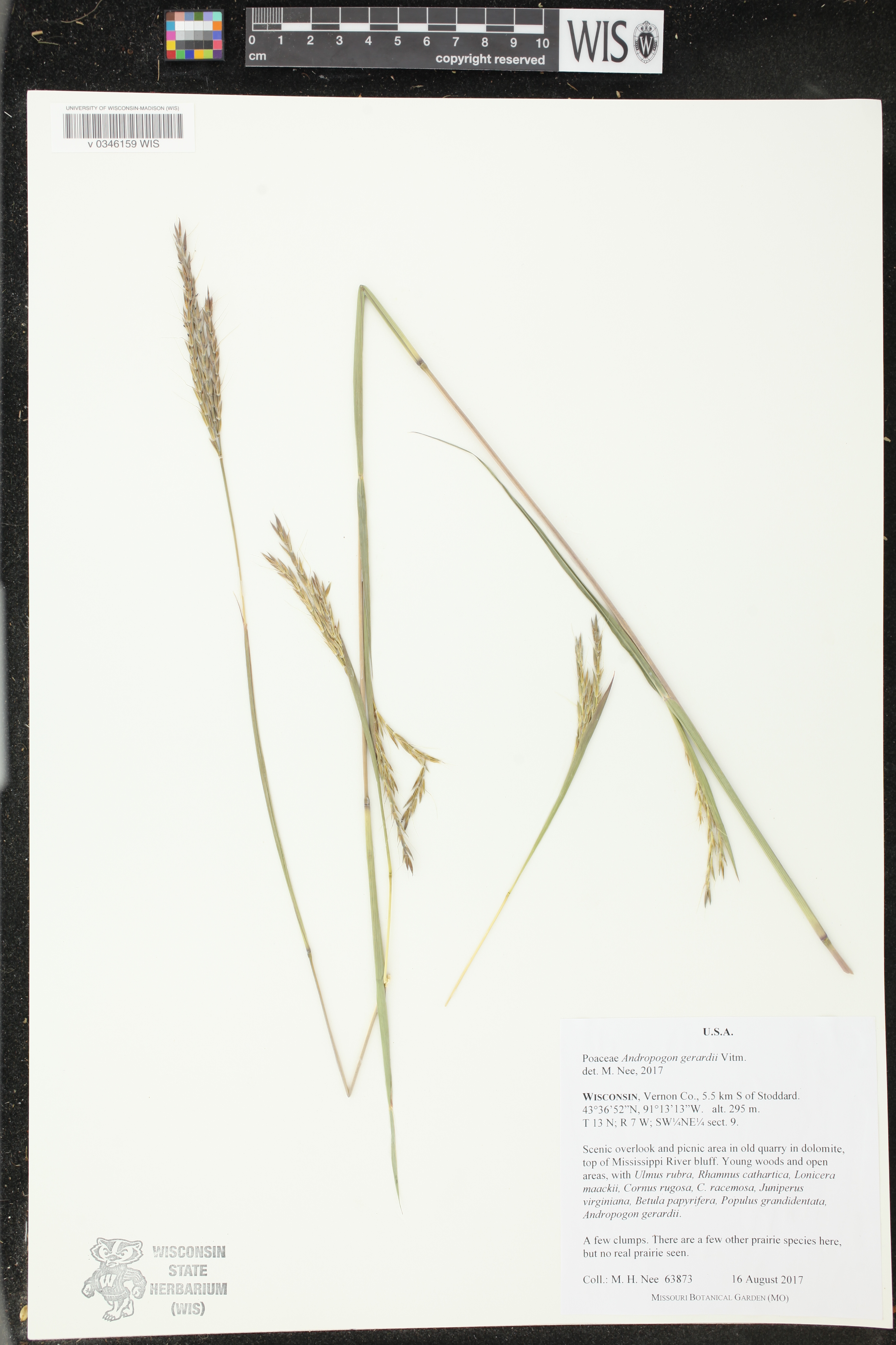 Andropogon gerardii image