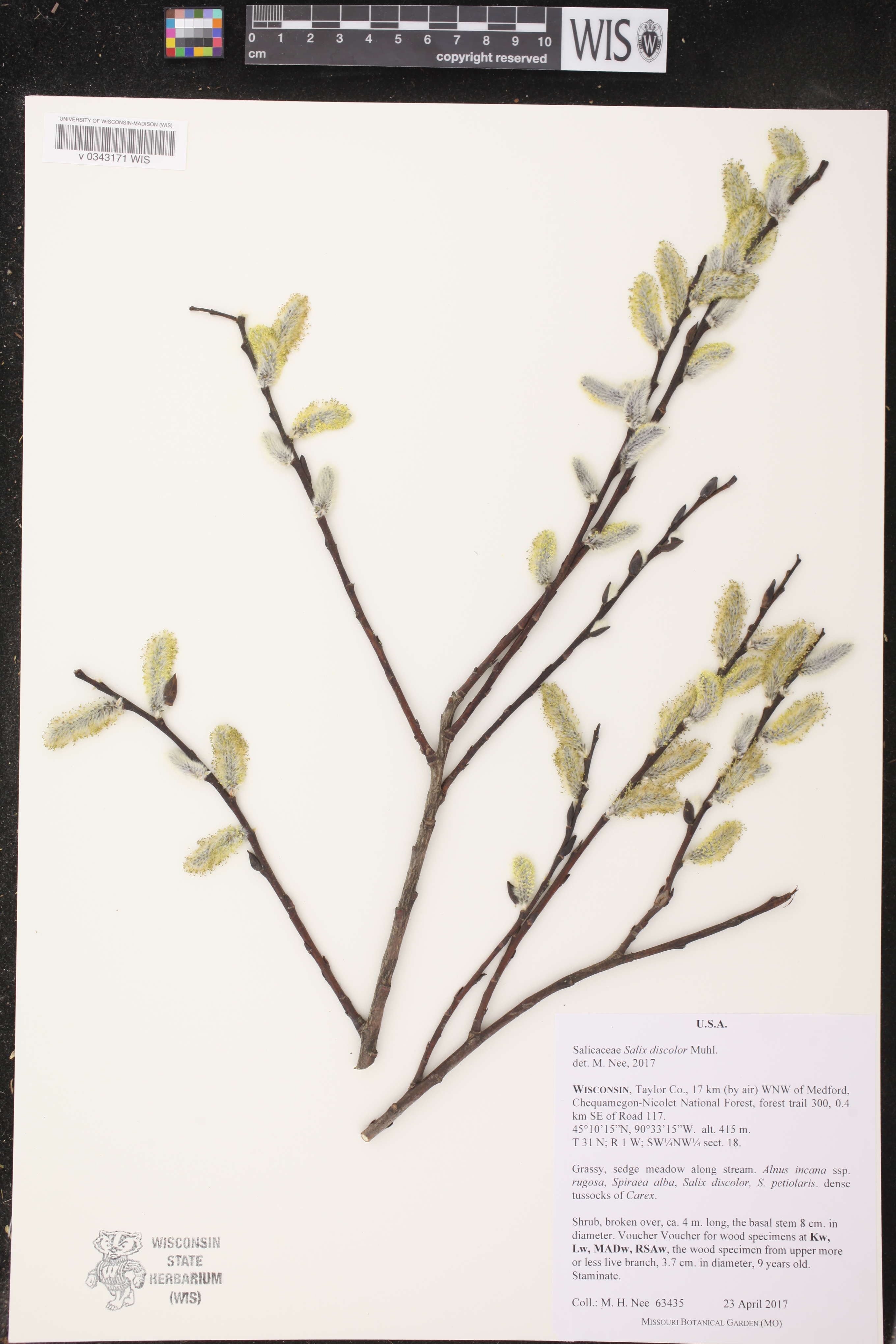 Salix discolor image