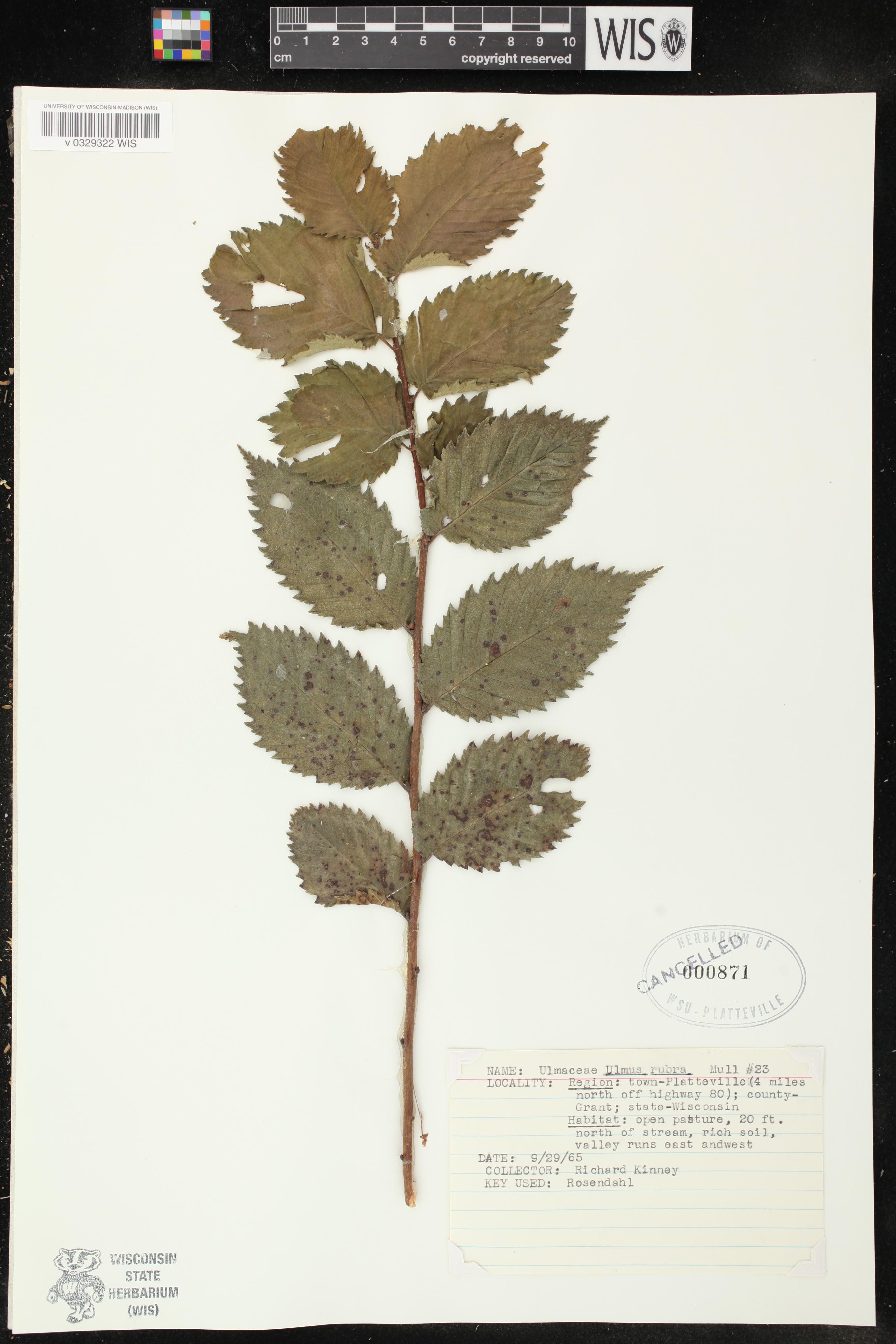 Ulmus rubra image