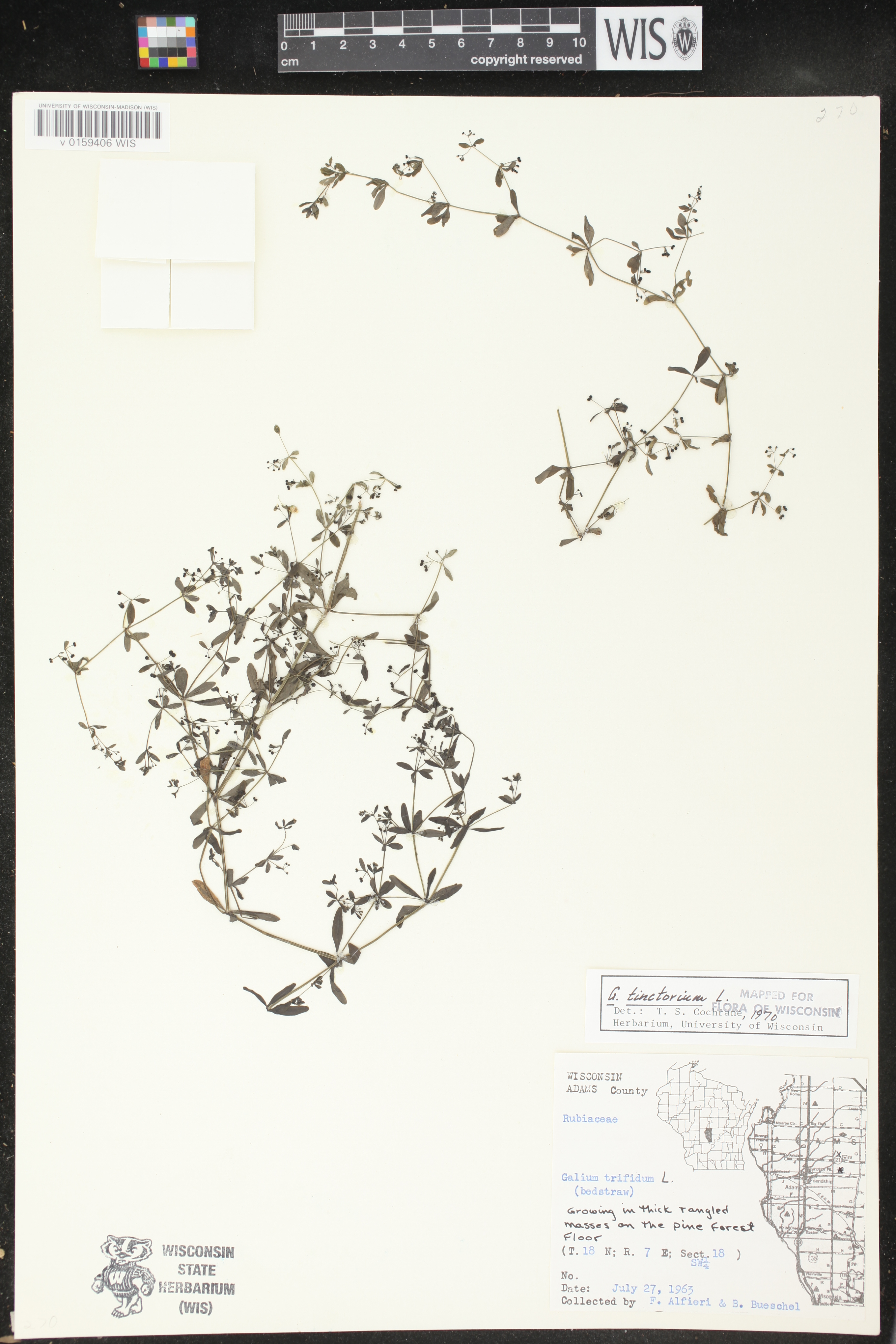 Galium tinctorium image