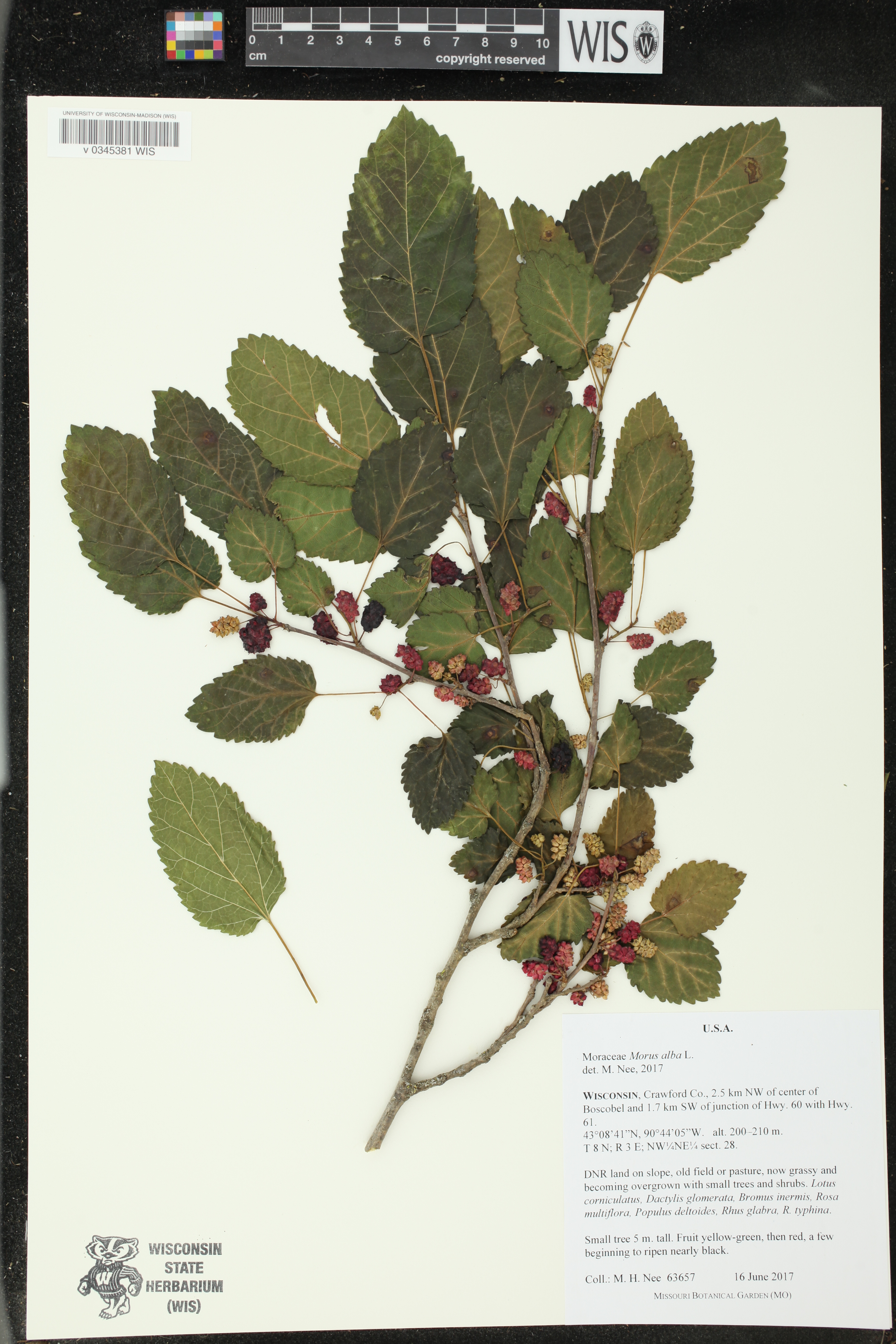 Morus alba image