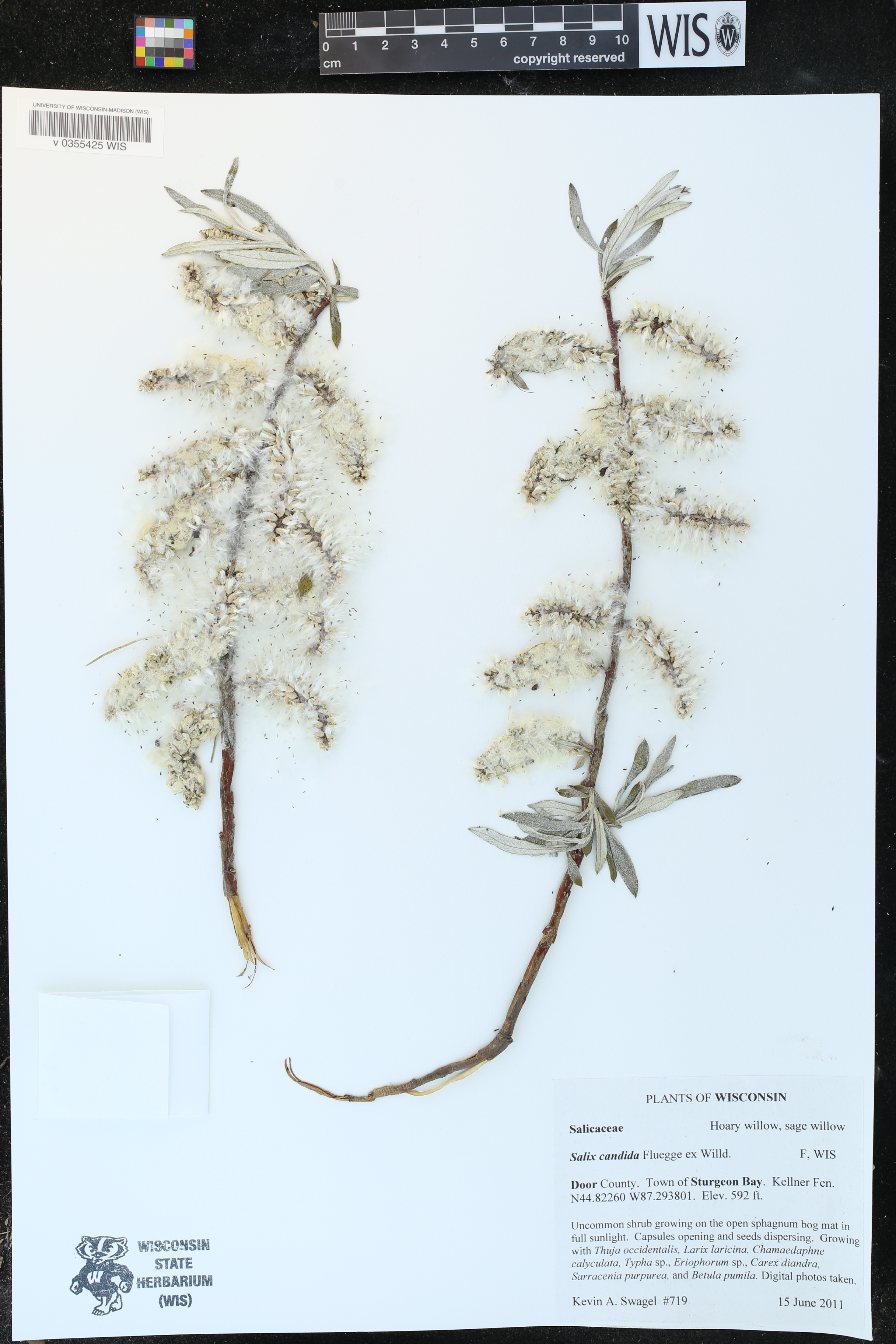 Salix candida image