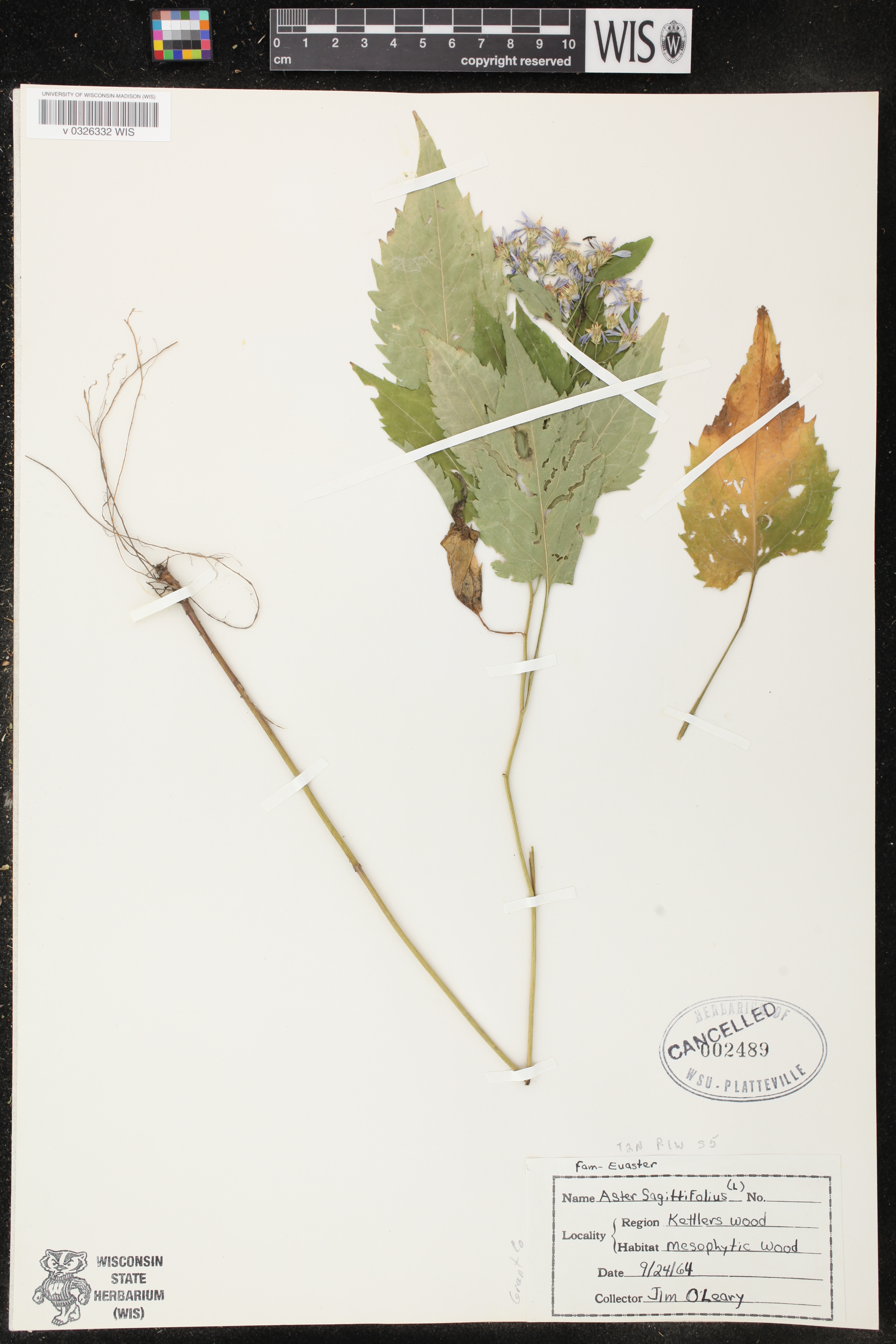 Symphyotrichum cordifolium image