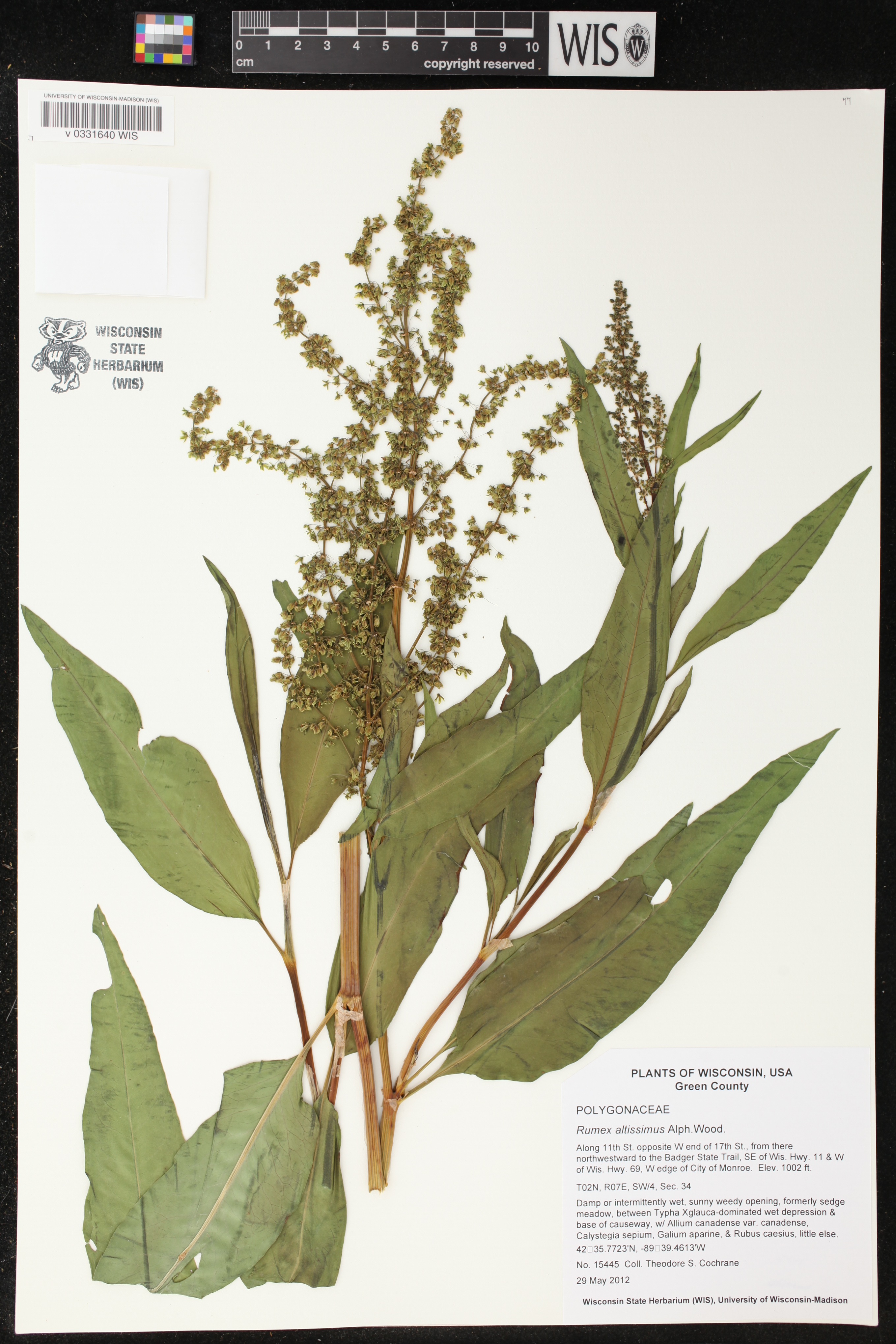 Rumex altissimus image