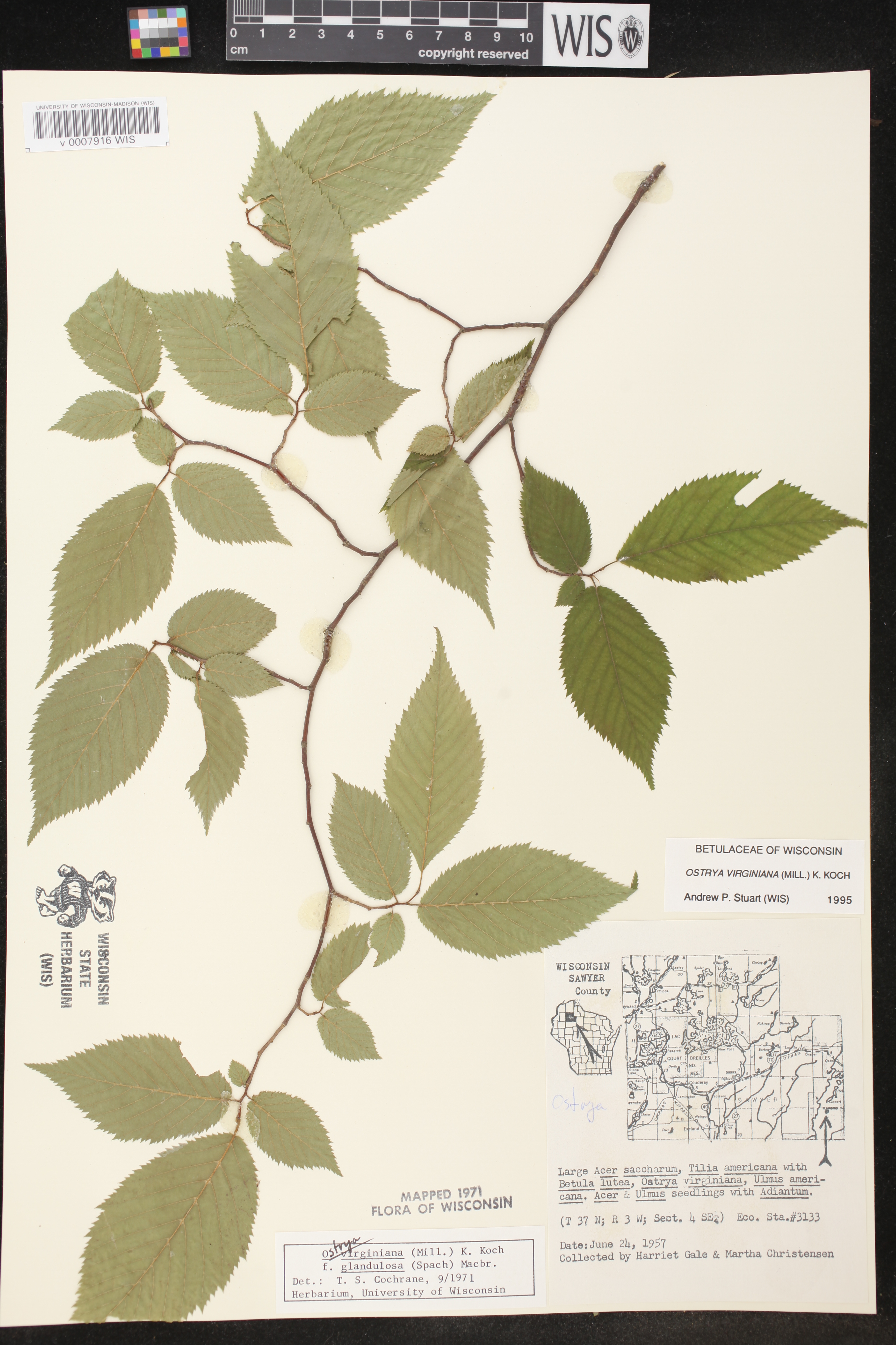 Ostrya virginiana image