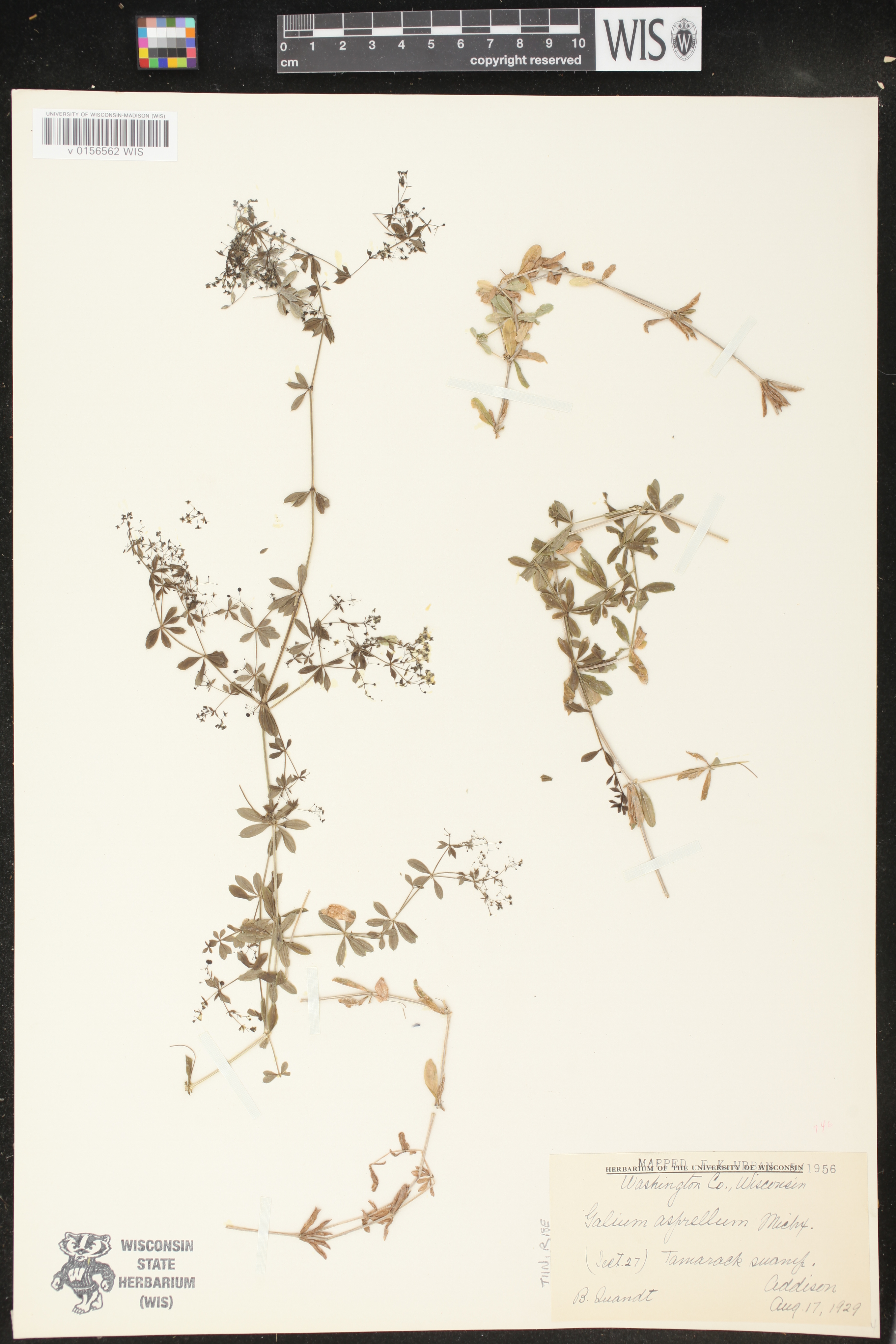 Galium asprellum image