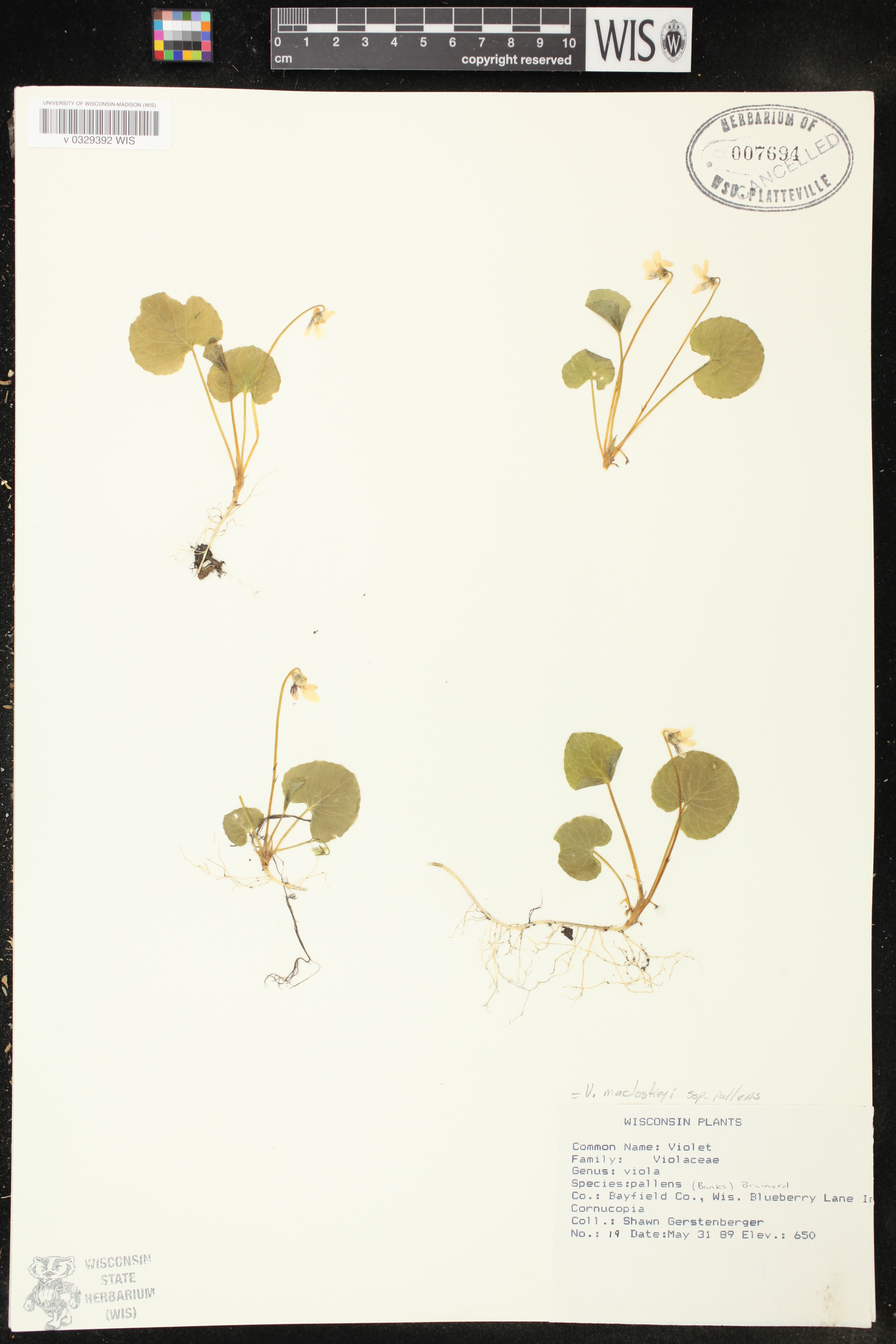 Viola macloskeyi subsp. pallens image