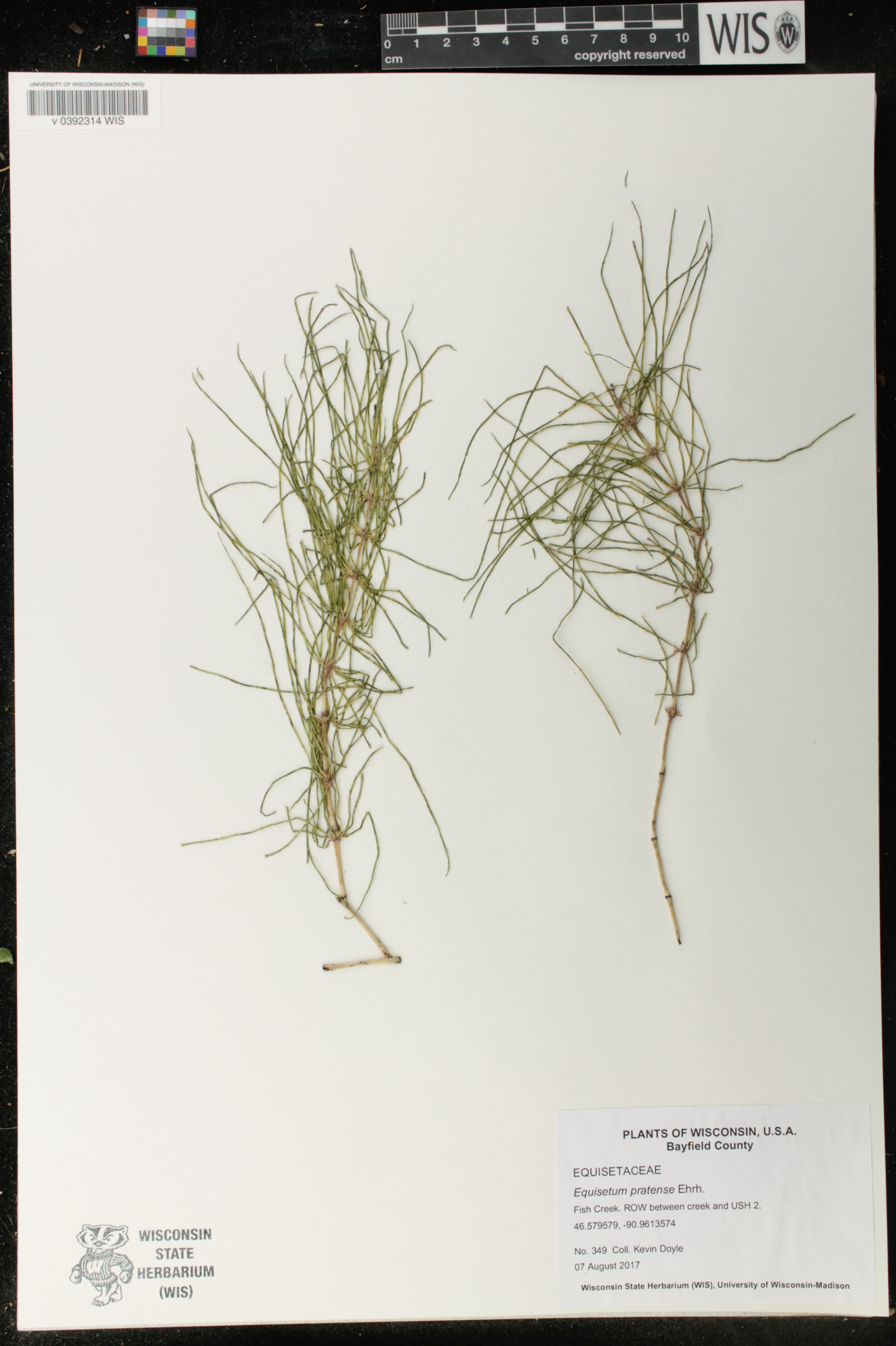 Equisetum pratense image