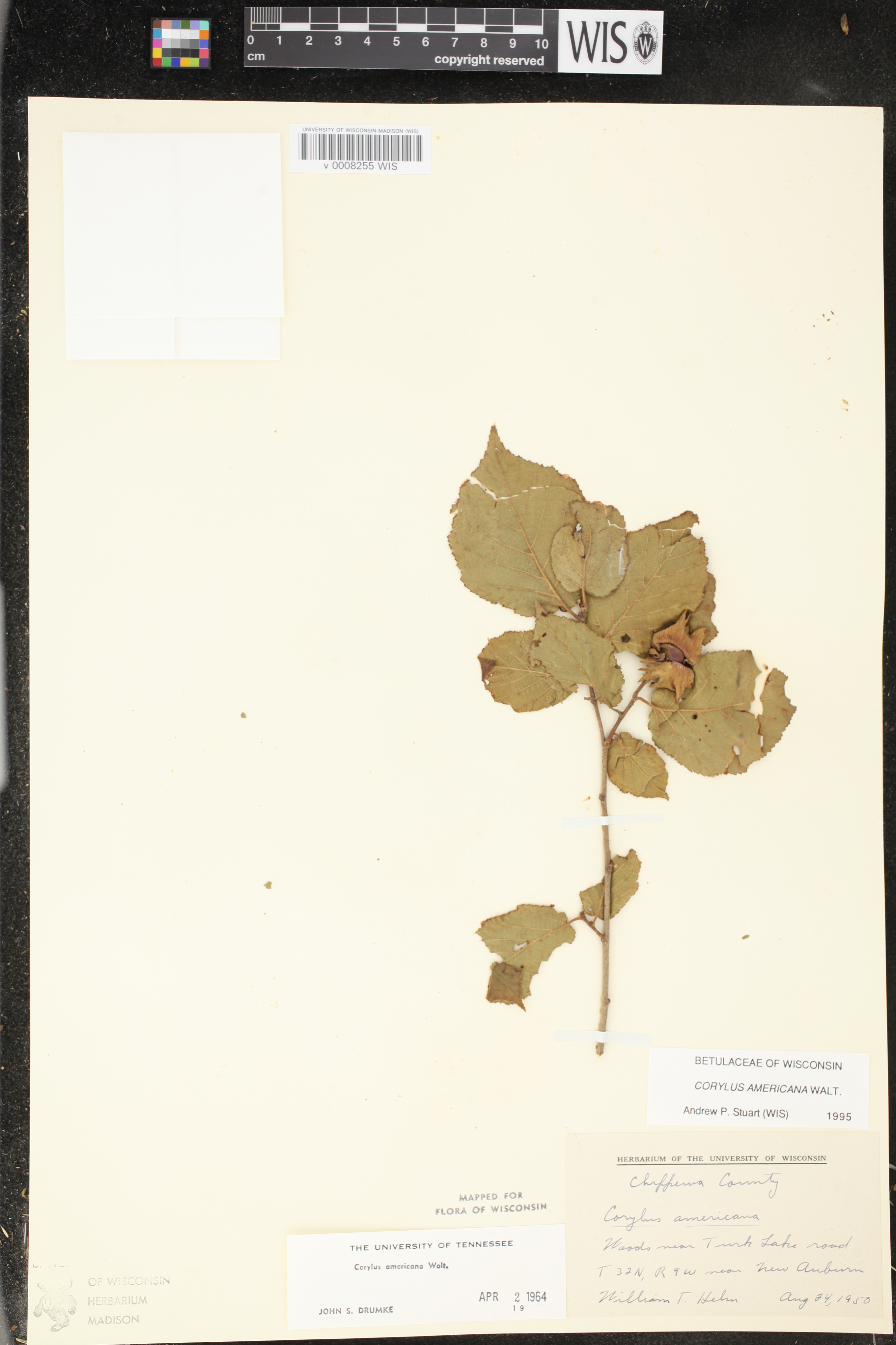 Corylus americana image
