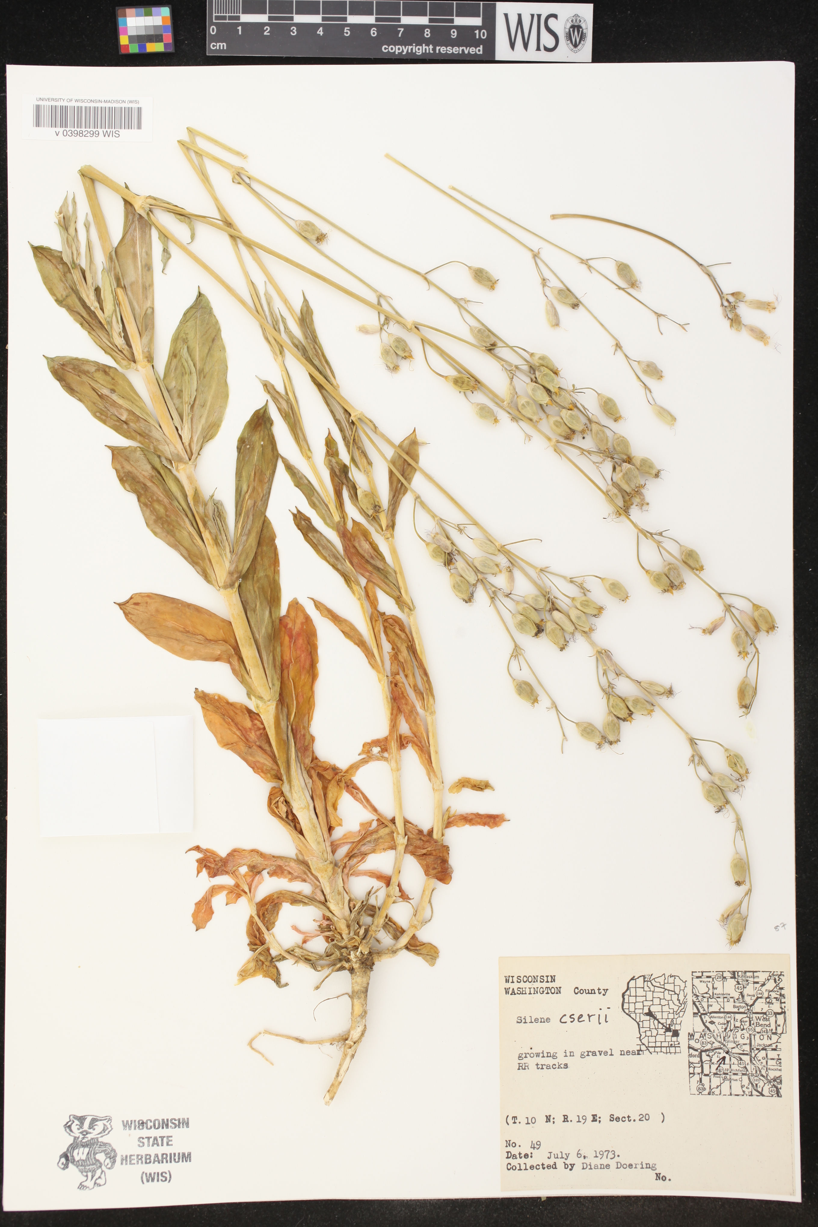 Silene csereii image