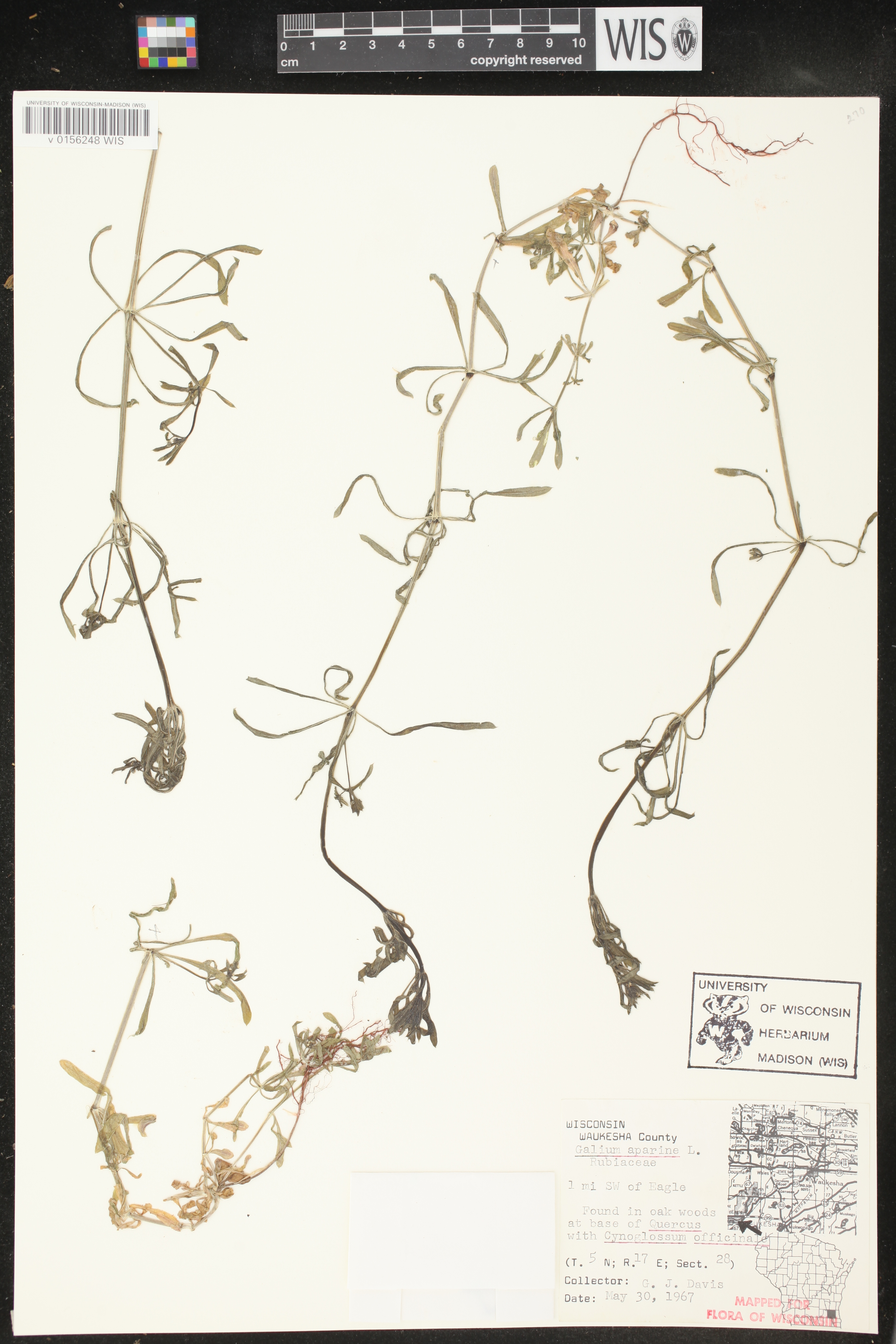 Galium aparine image