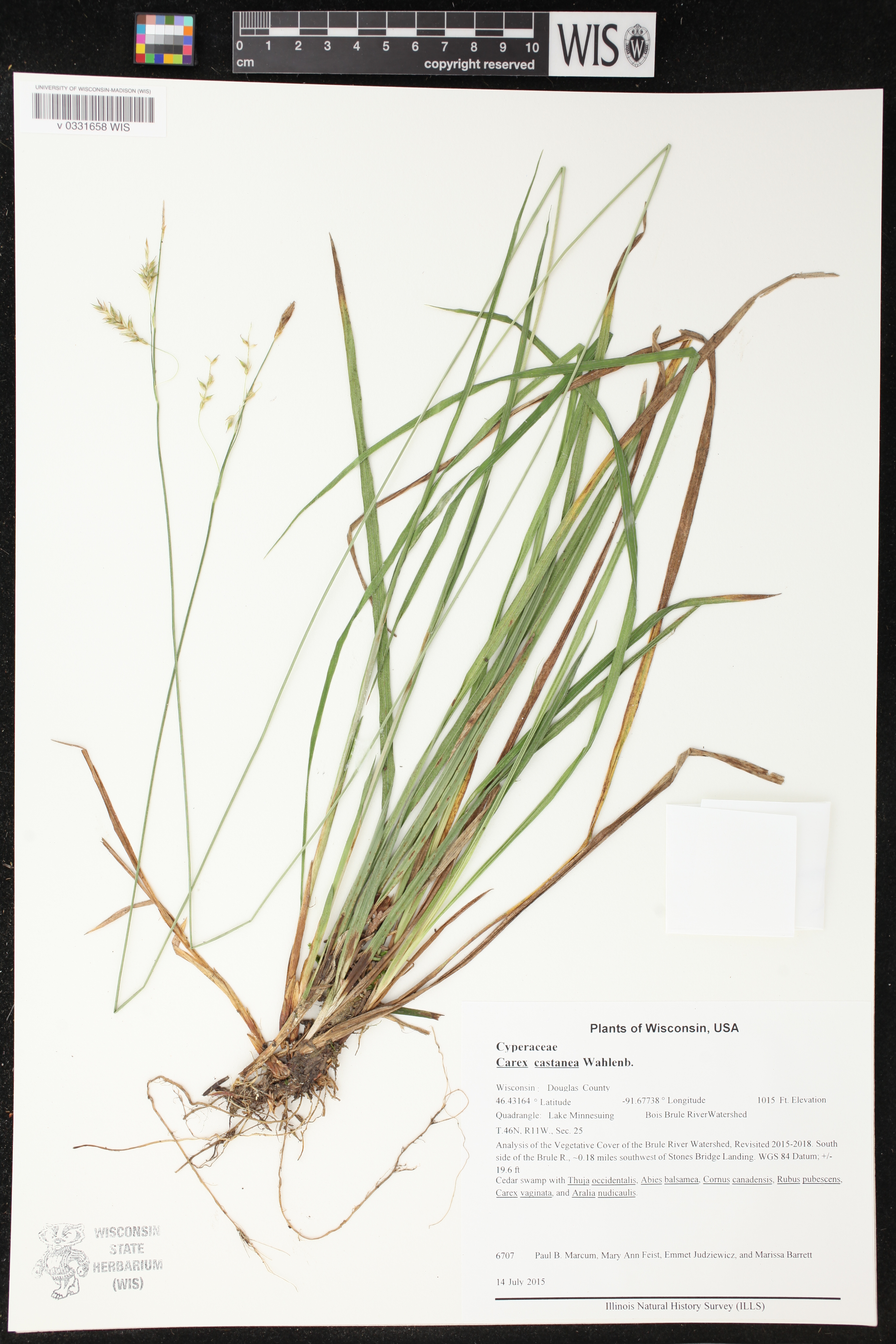 Carex castanea image