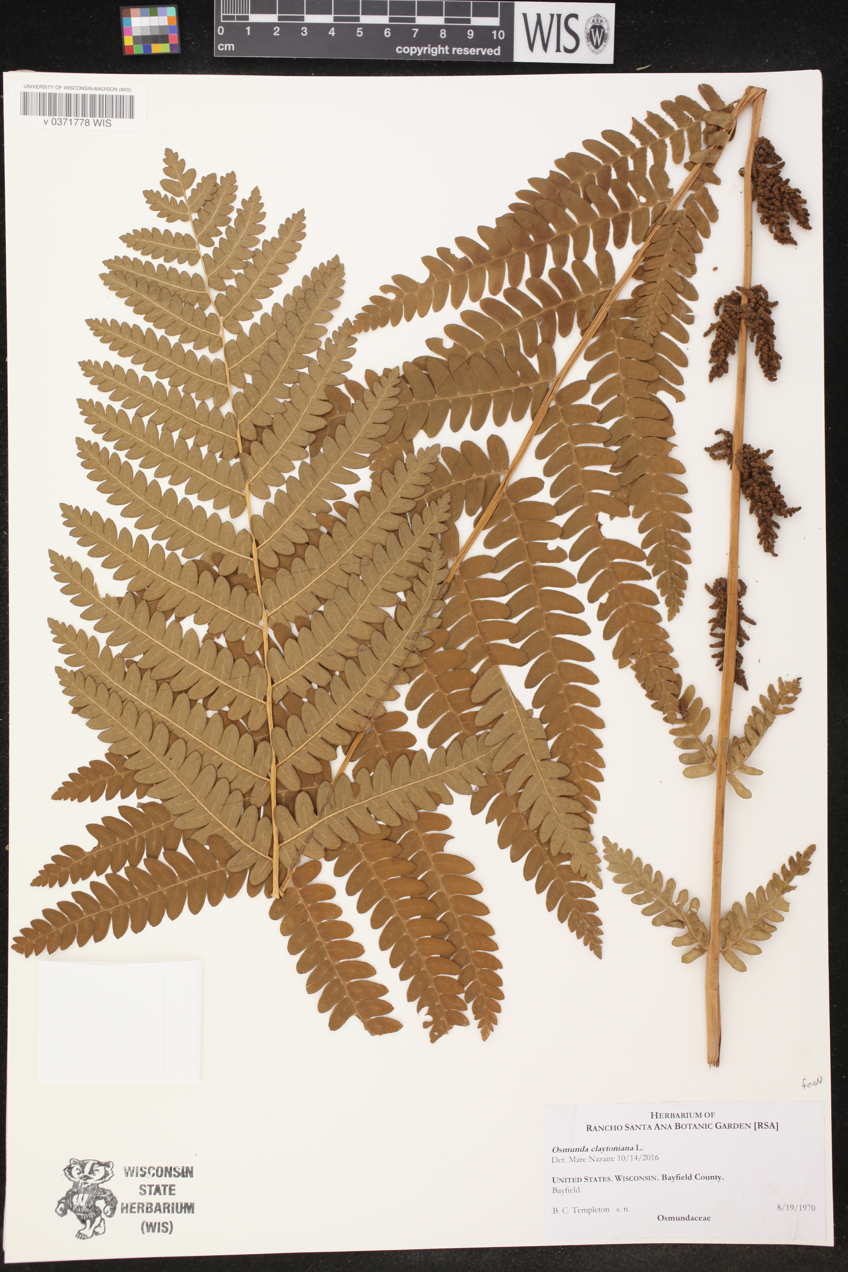 Osmunda claytoniana image