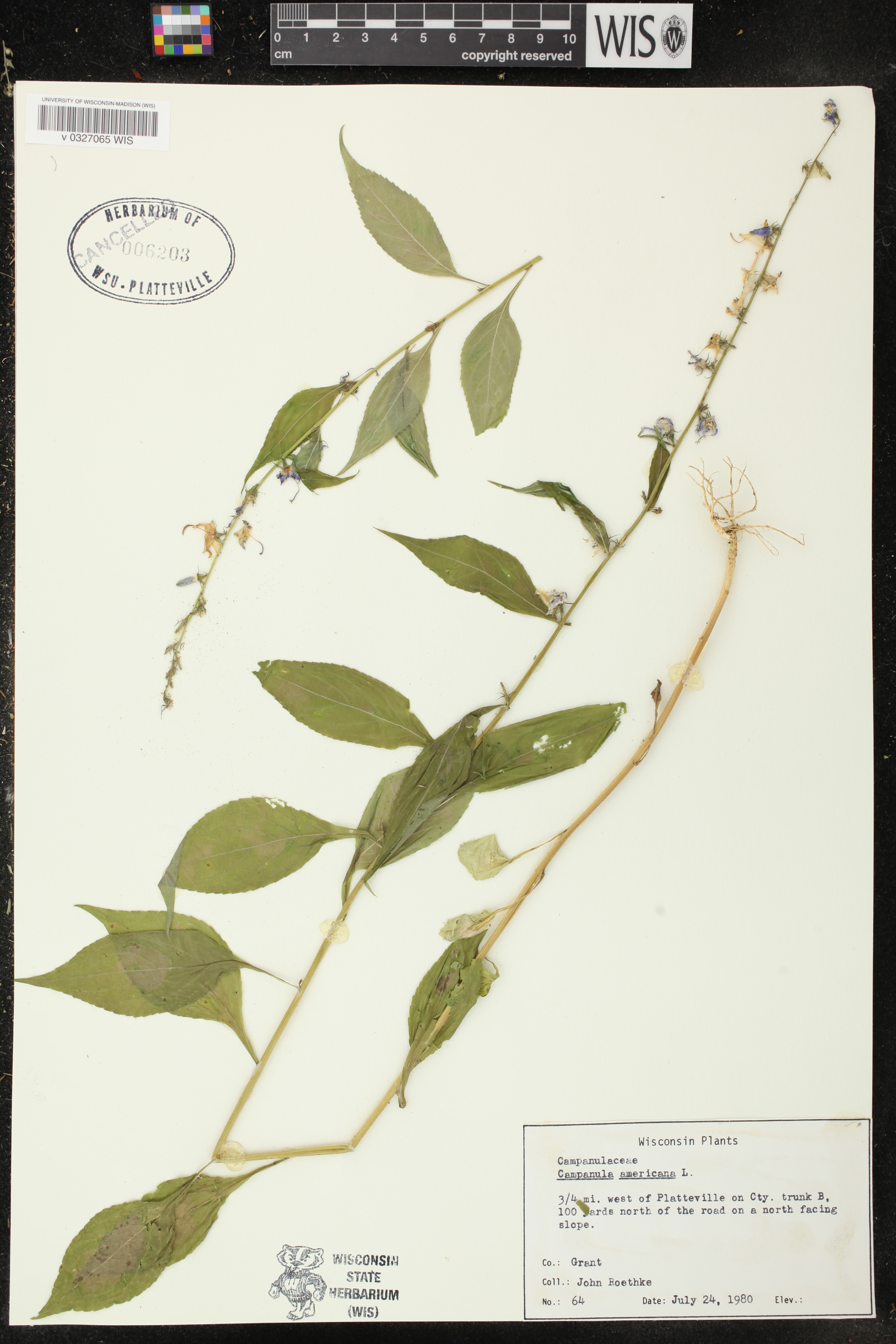 Campanulastrum americanum image