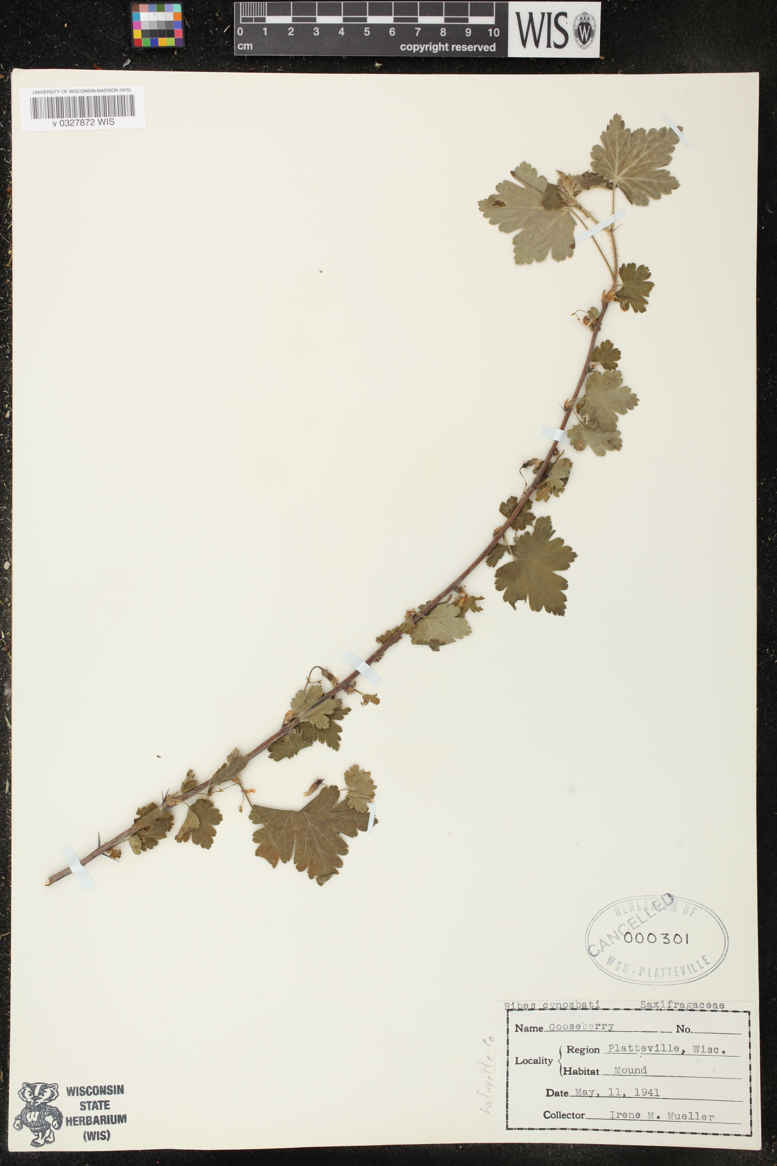 Ribes cynosbati image