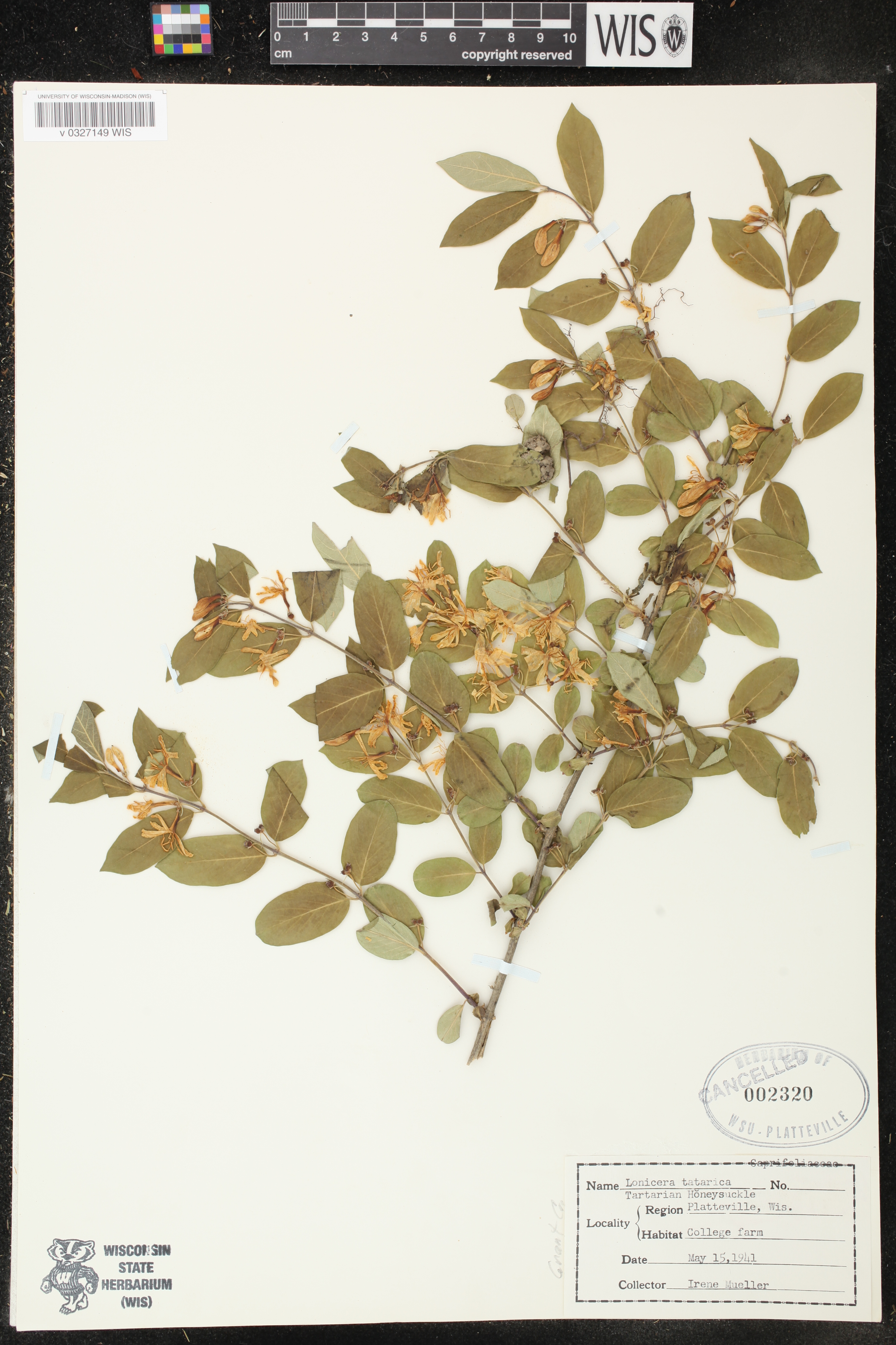 Lonicera tatarica image