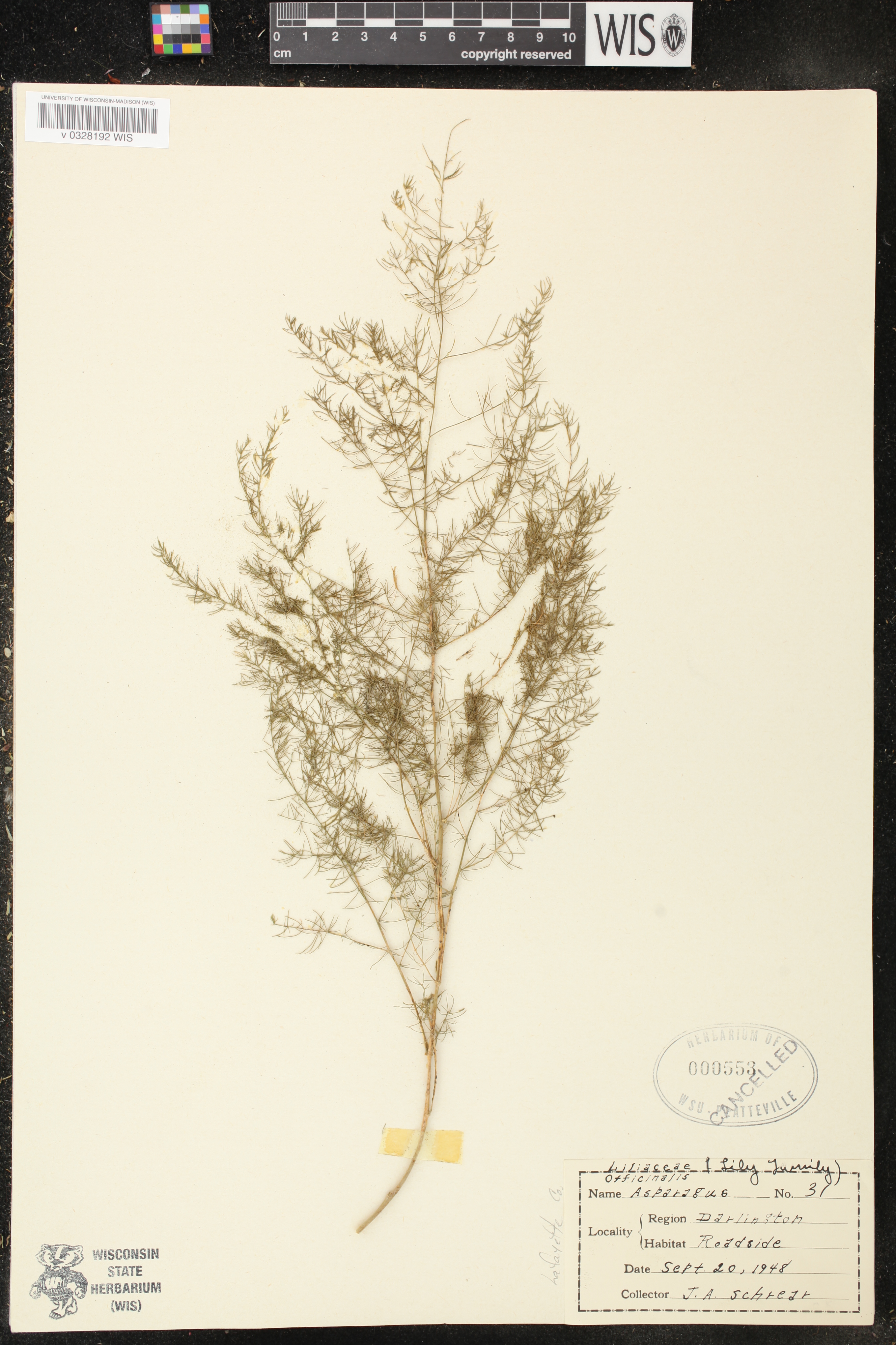 Asparagus officinalis image