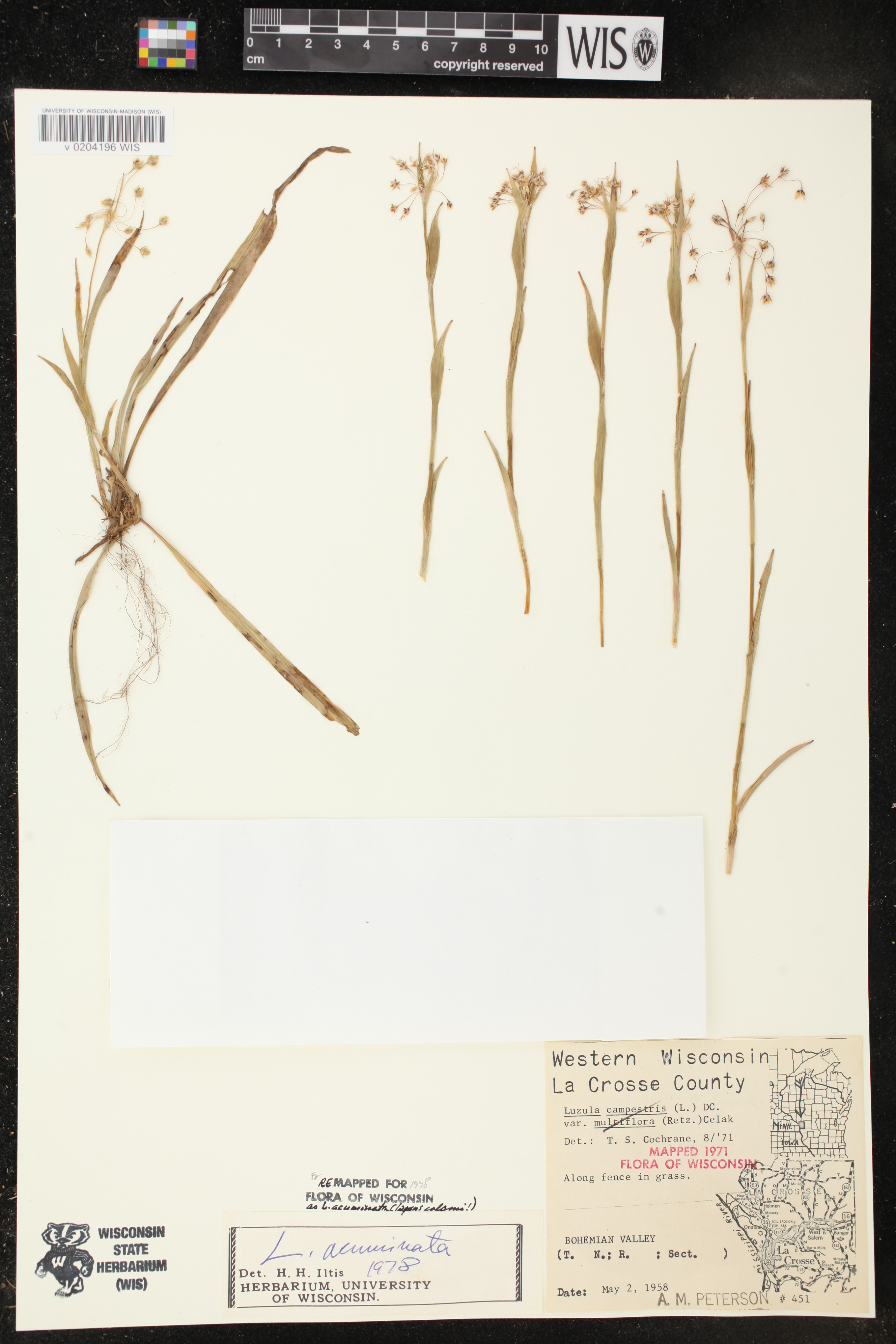 Luzula acuminata image