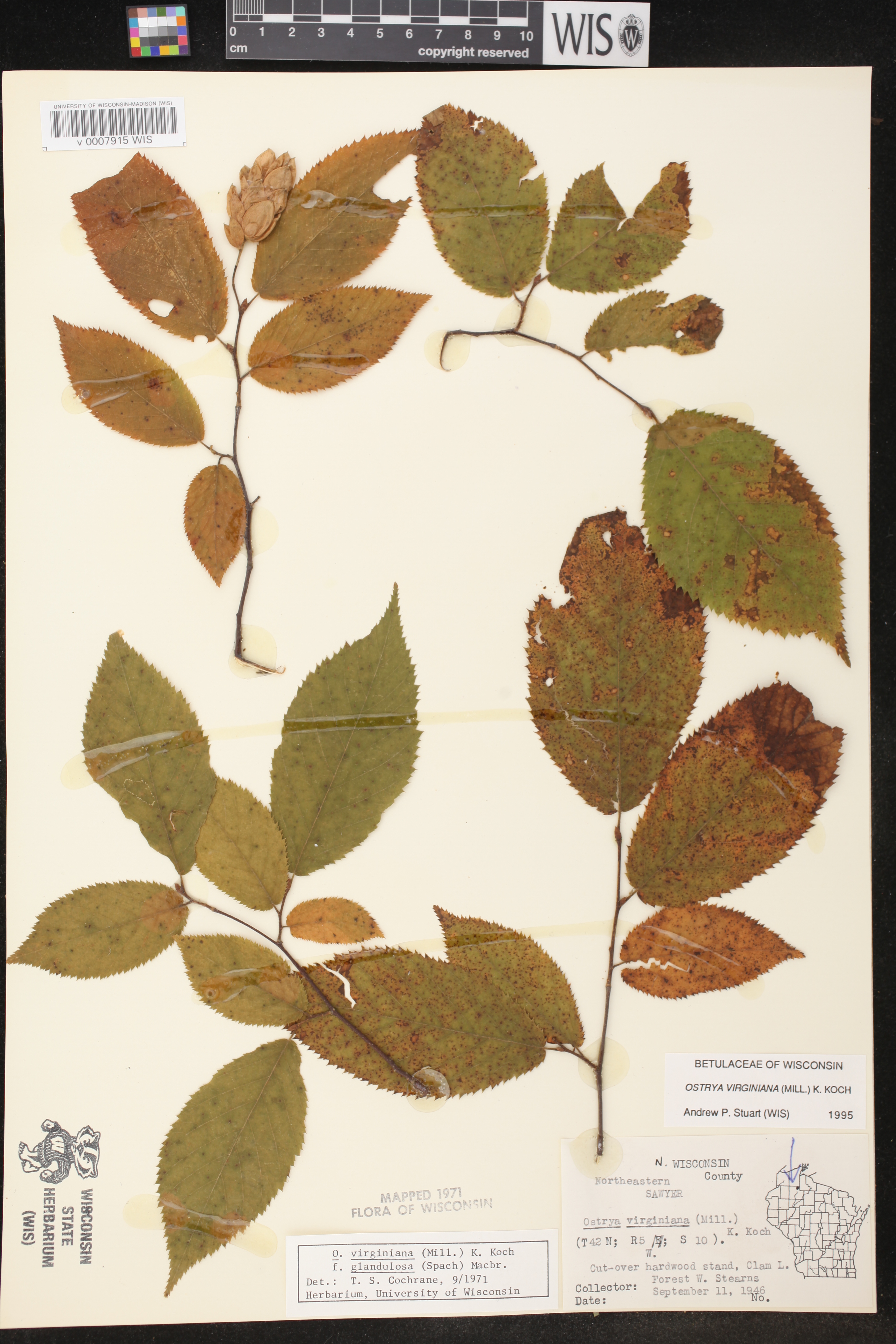 Ostrya virginiana image