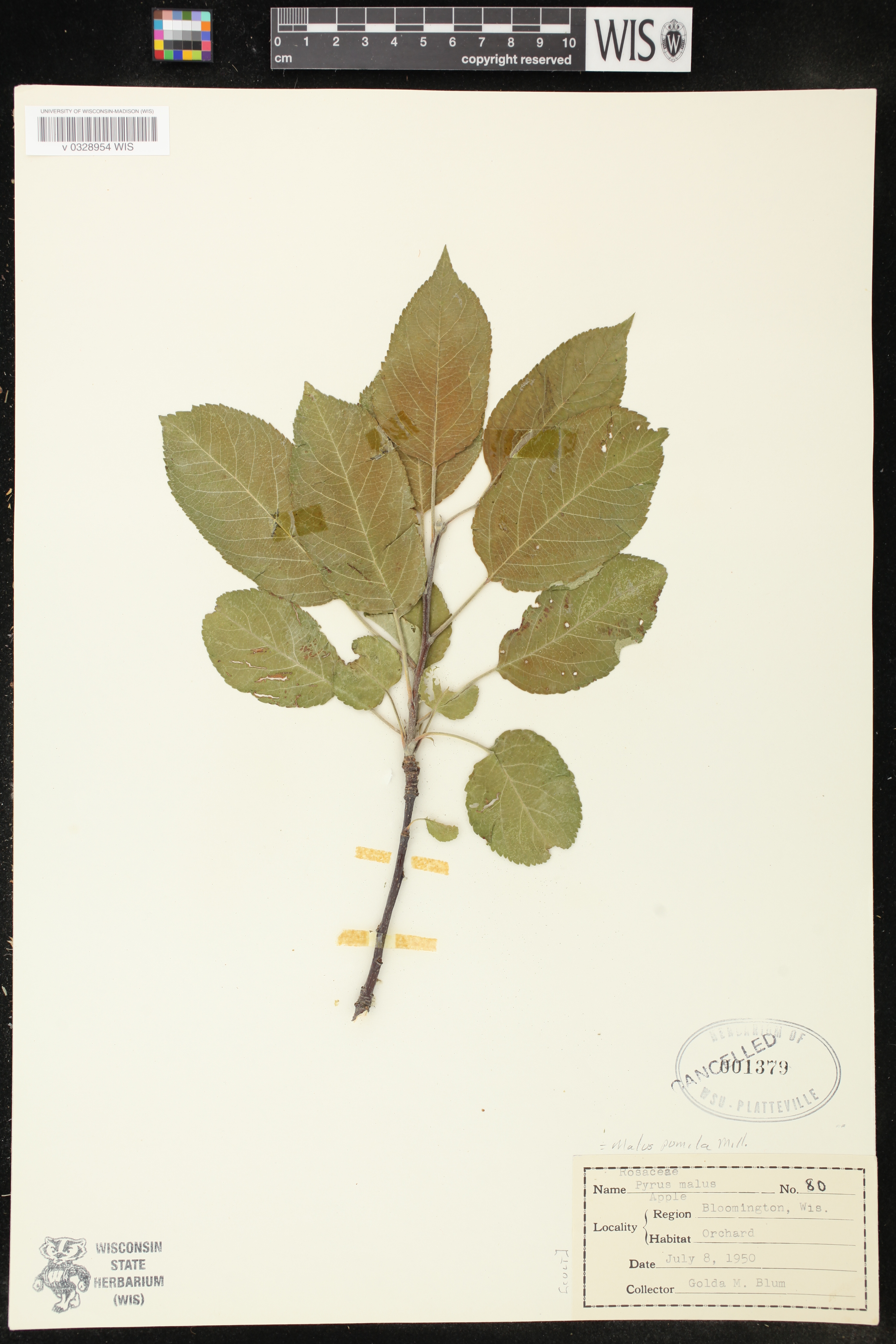 Malus pumila image