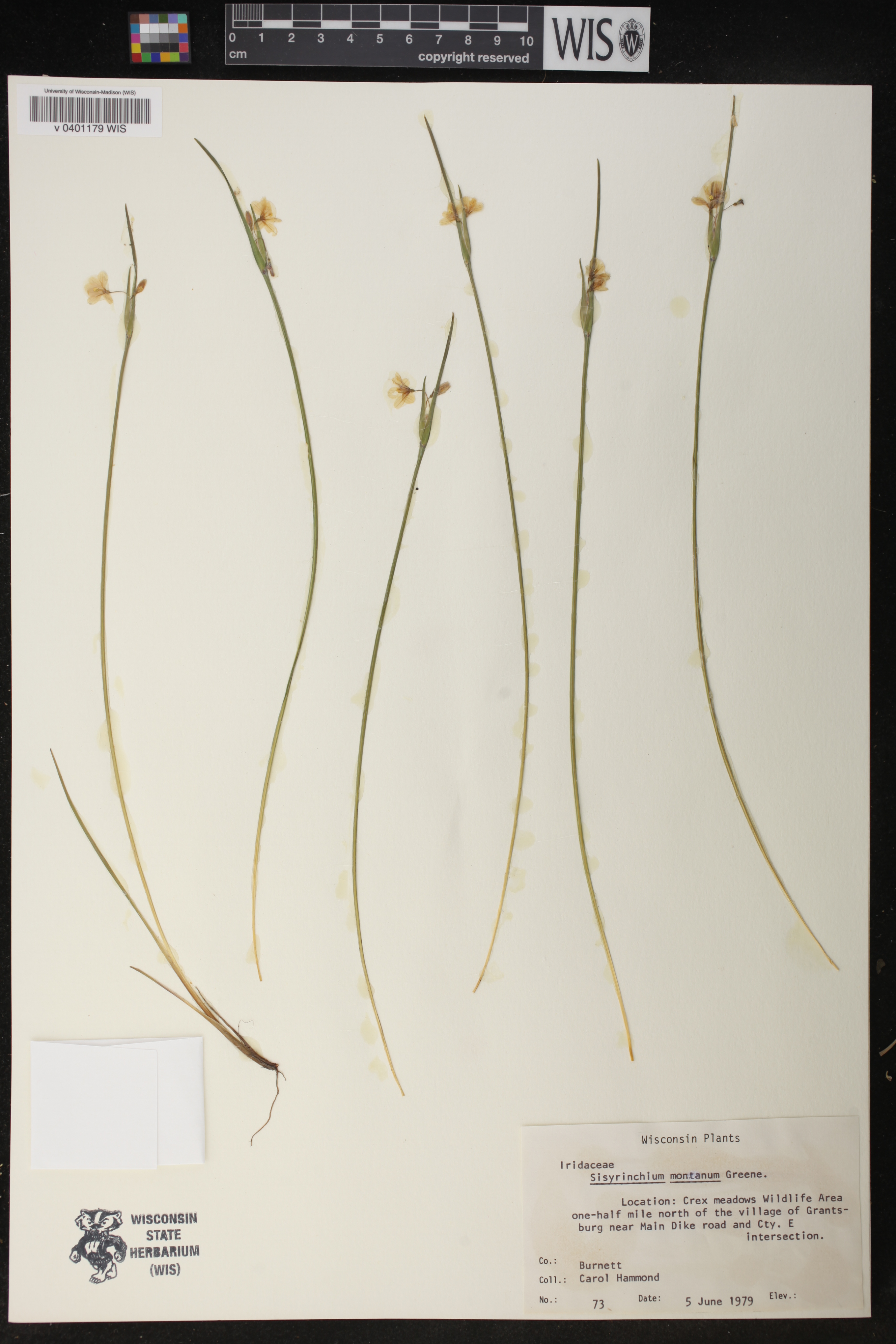Sisyrinchium montanum image