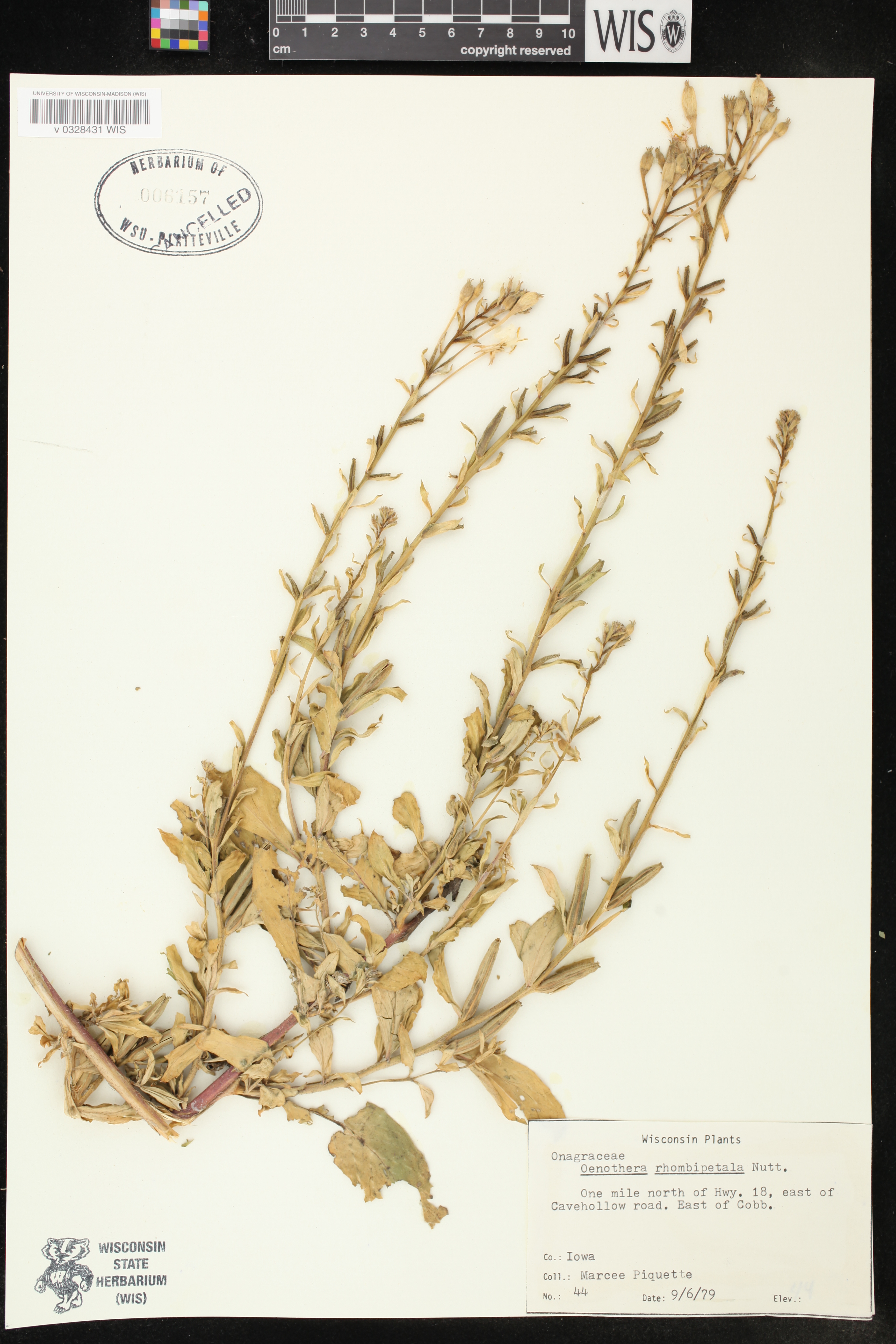 Oenothera biennis image