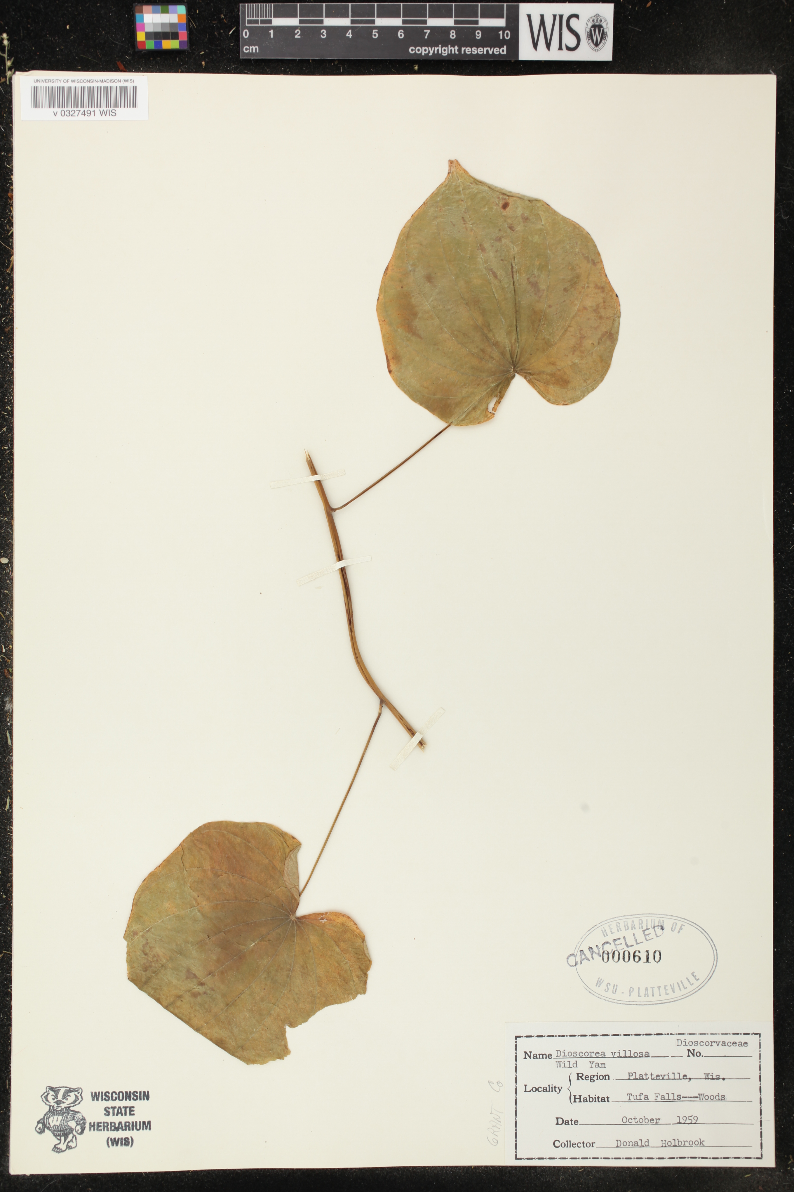 Dioscorea villosa image
