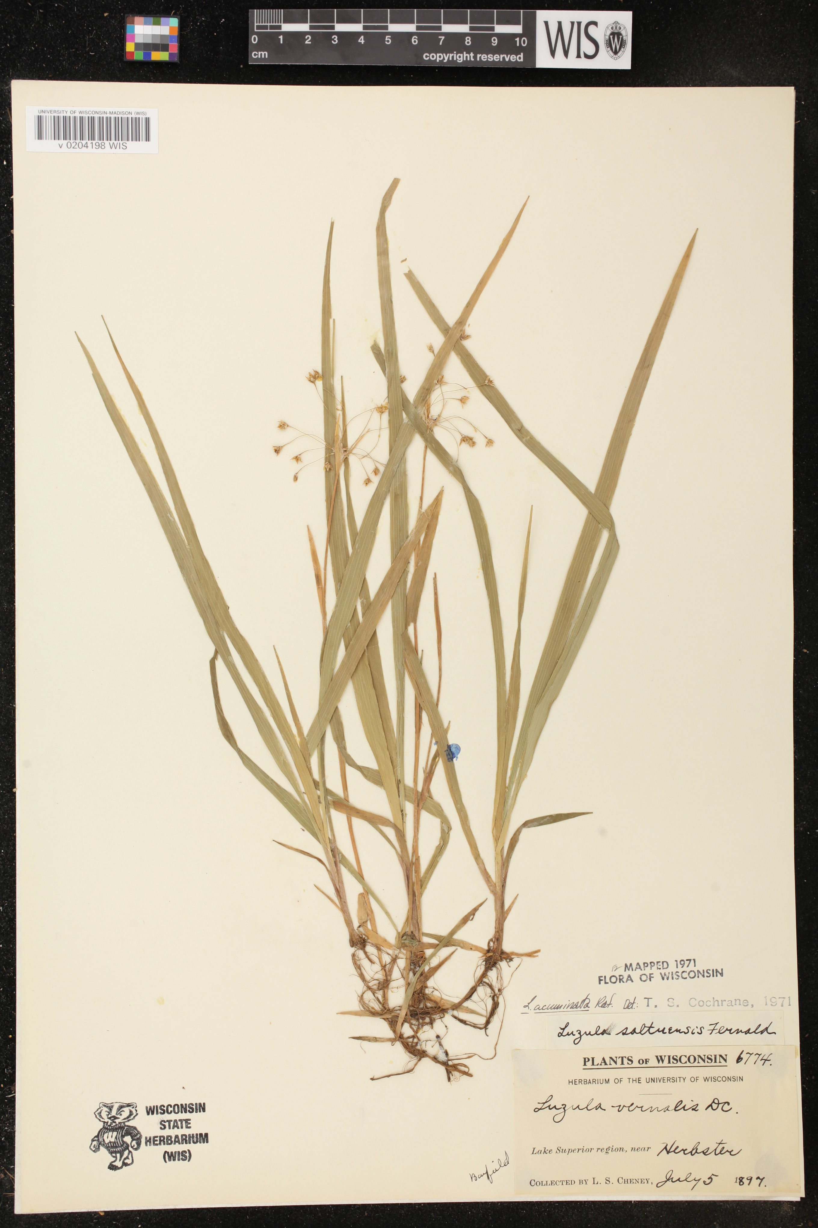 Luzula acuminata image