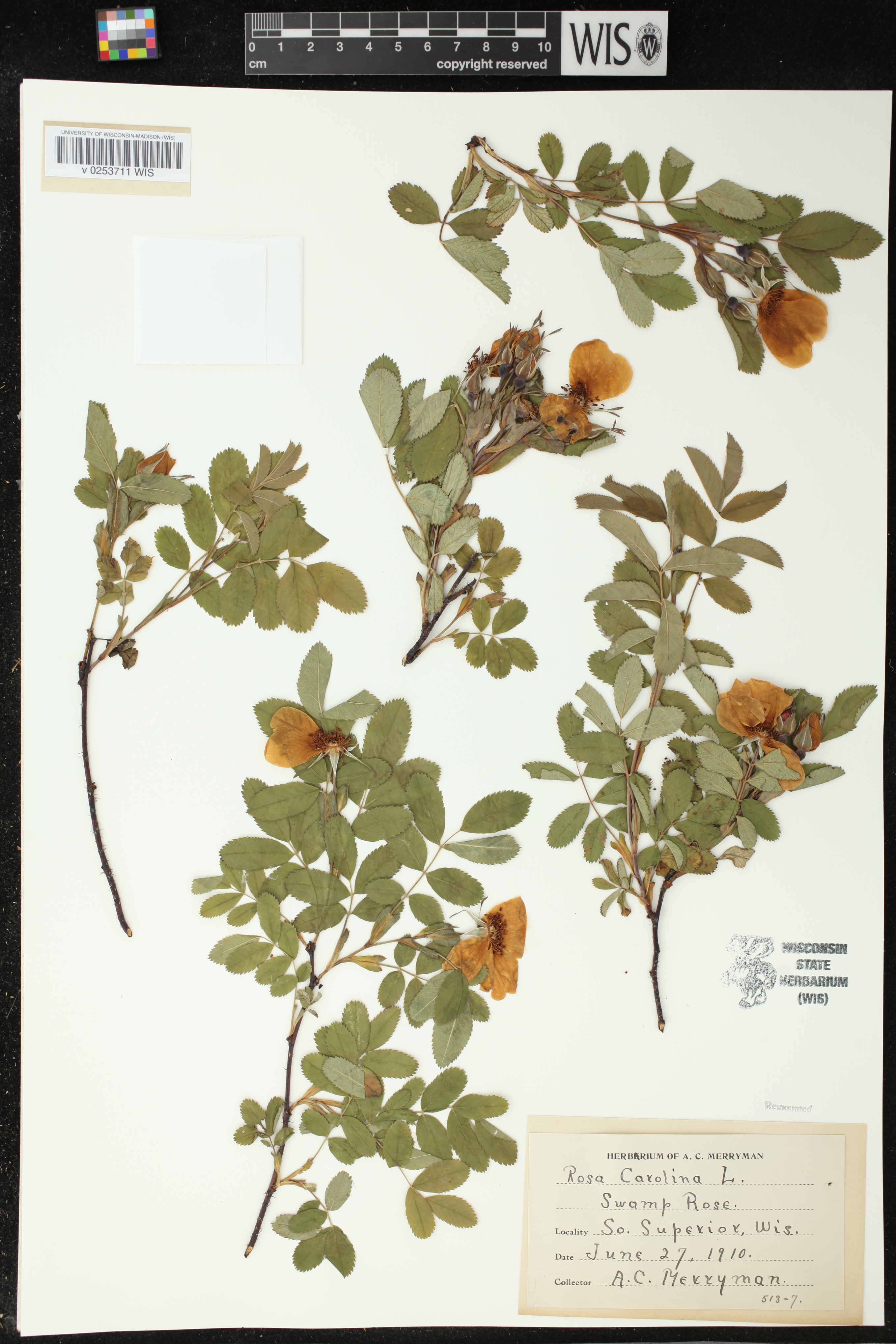 Rosa carolina subsp. carolina image