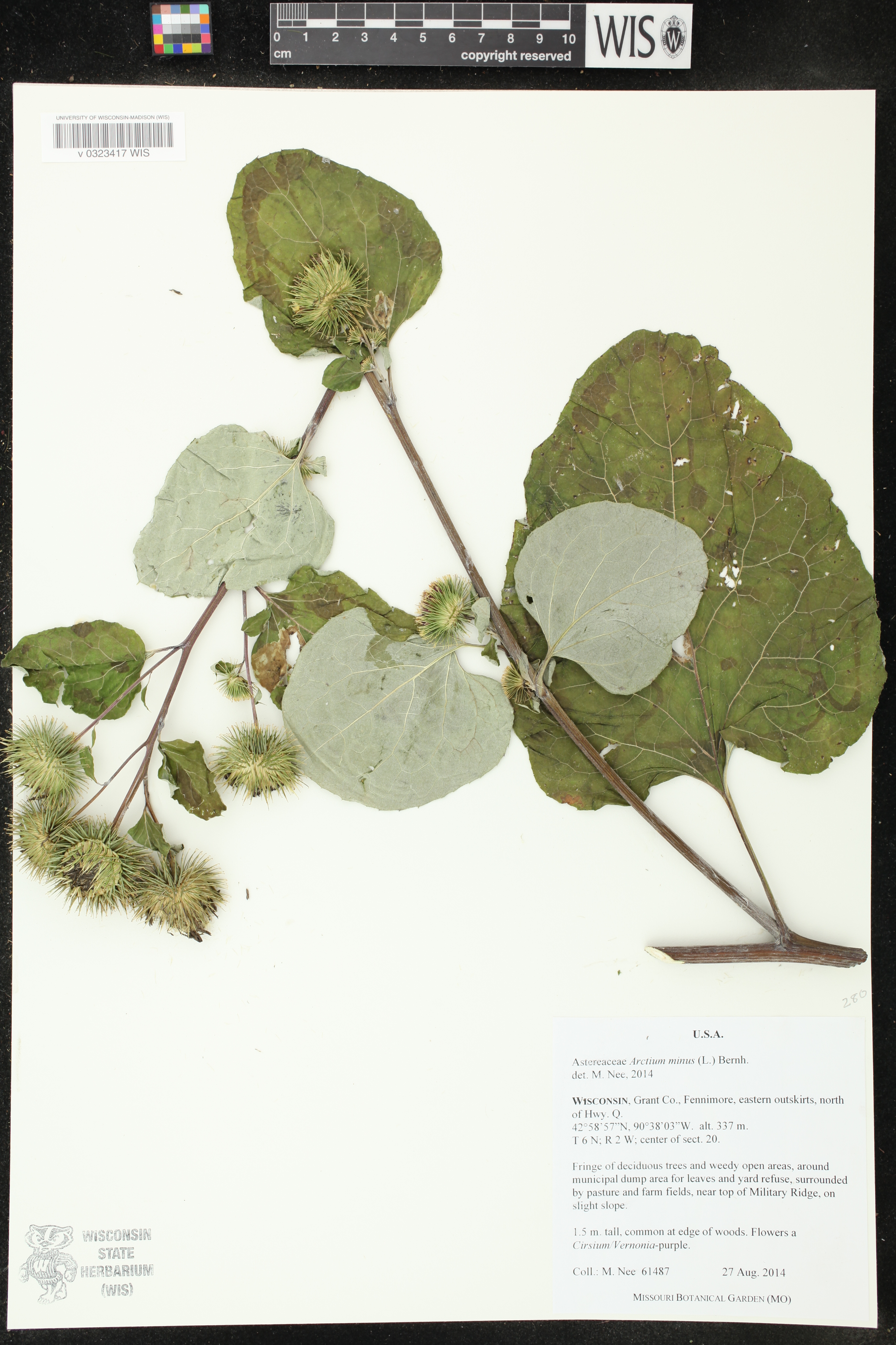 Arctium minus image