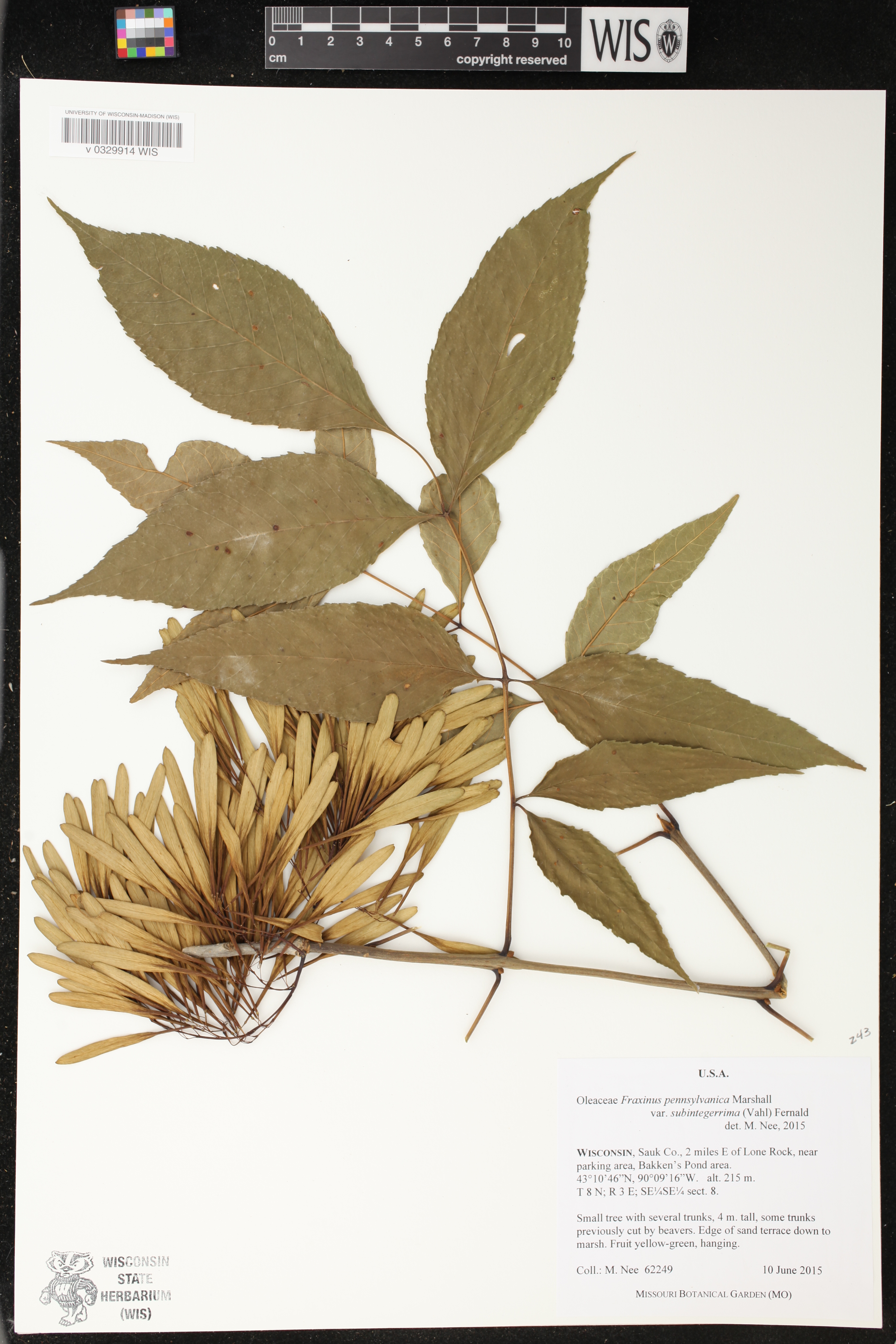 Fraxinus pennsylvanica image