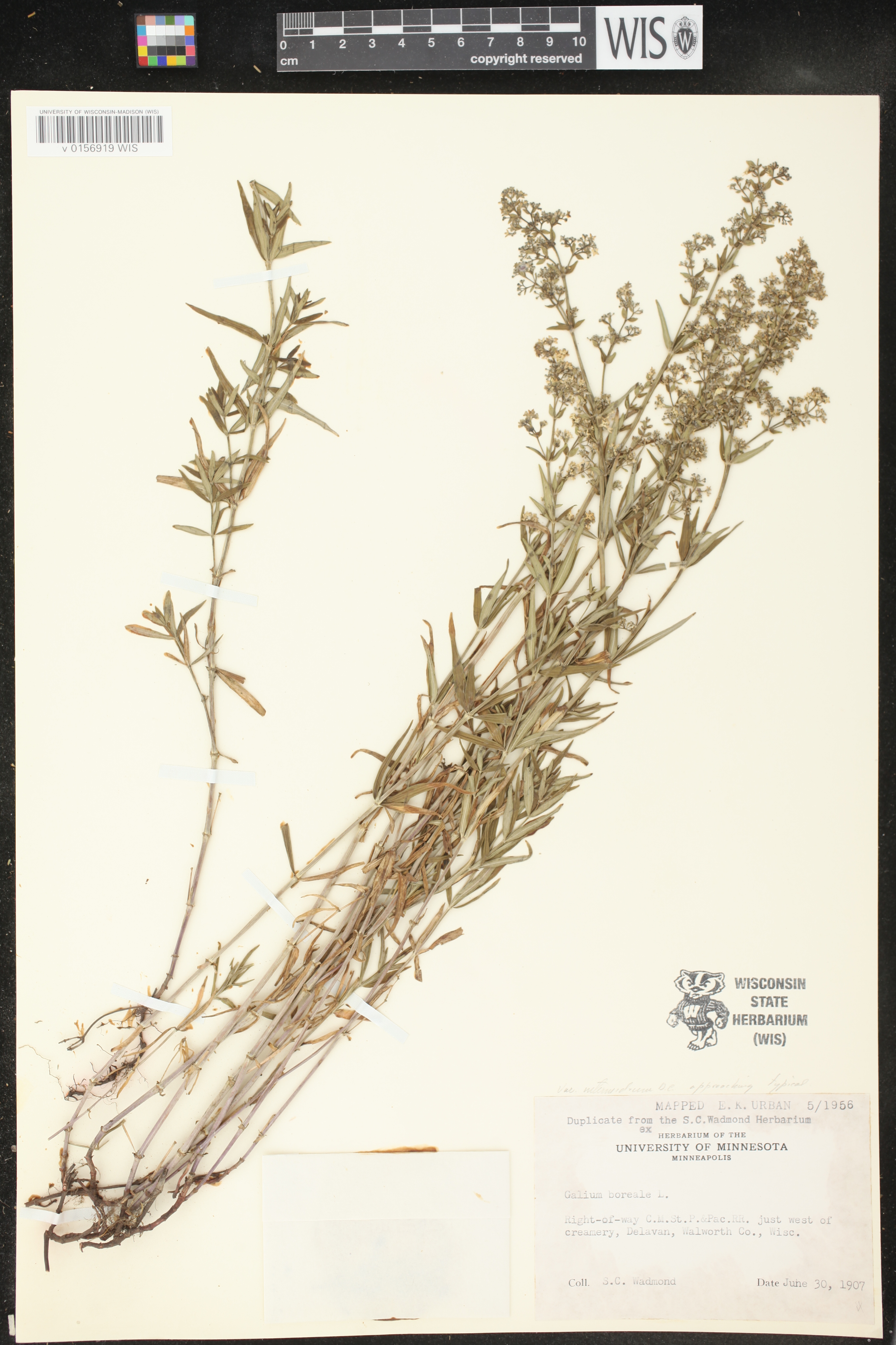 Galium boreale image