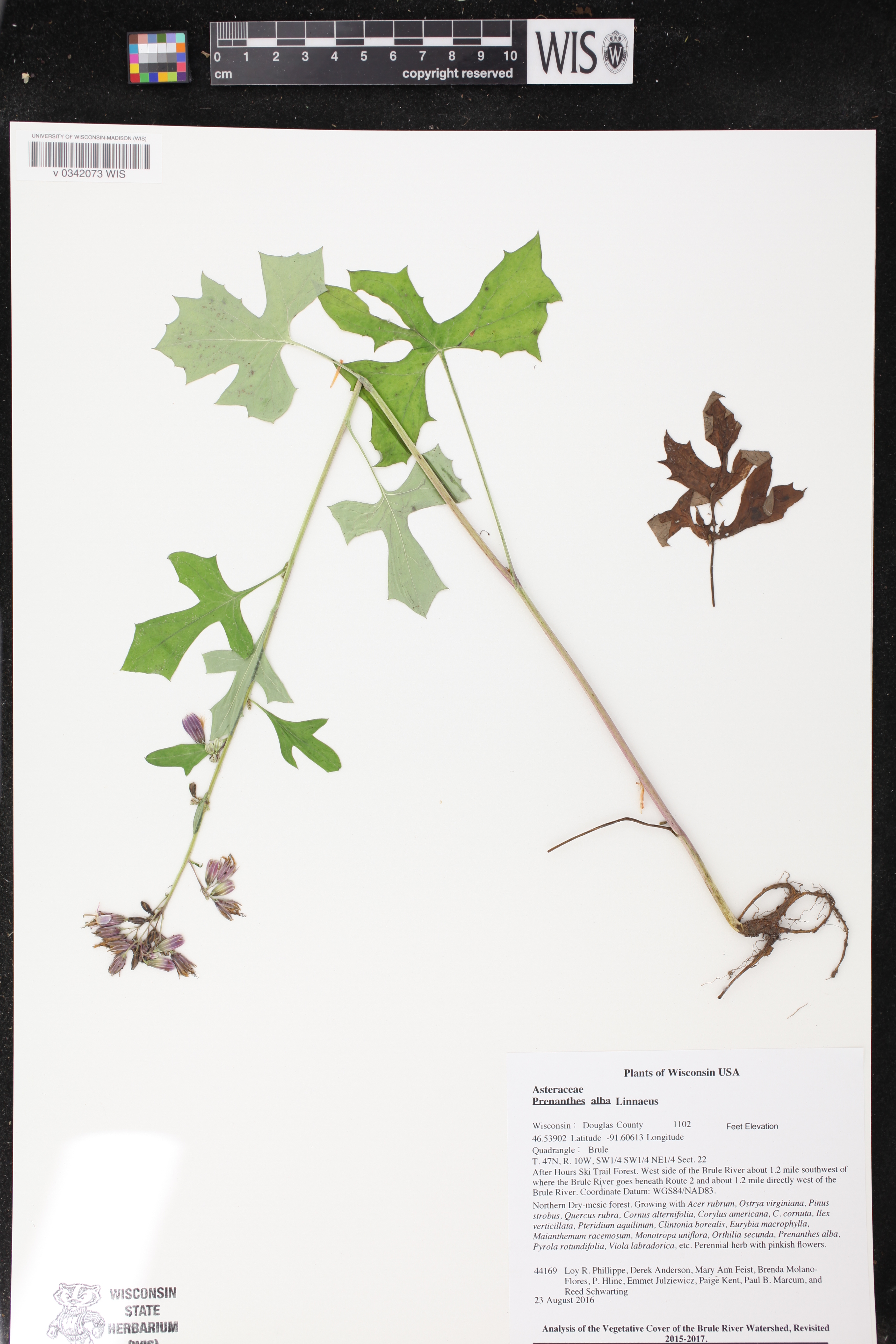 Prenanthes alba image