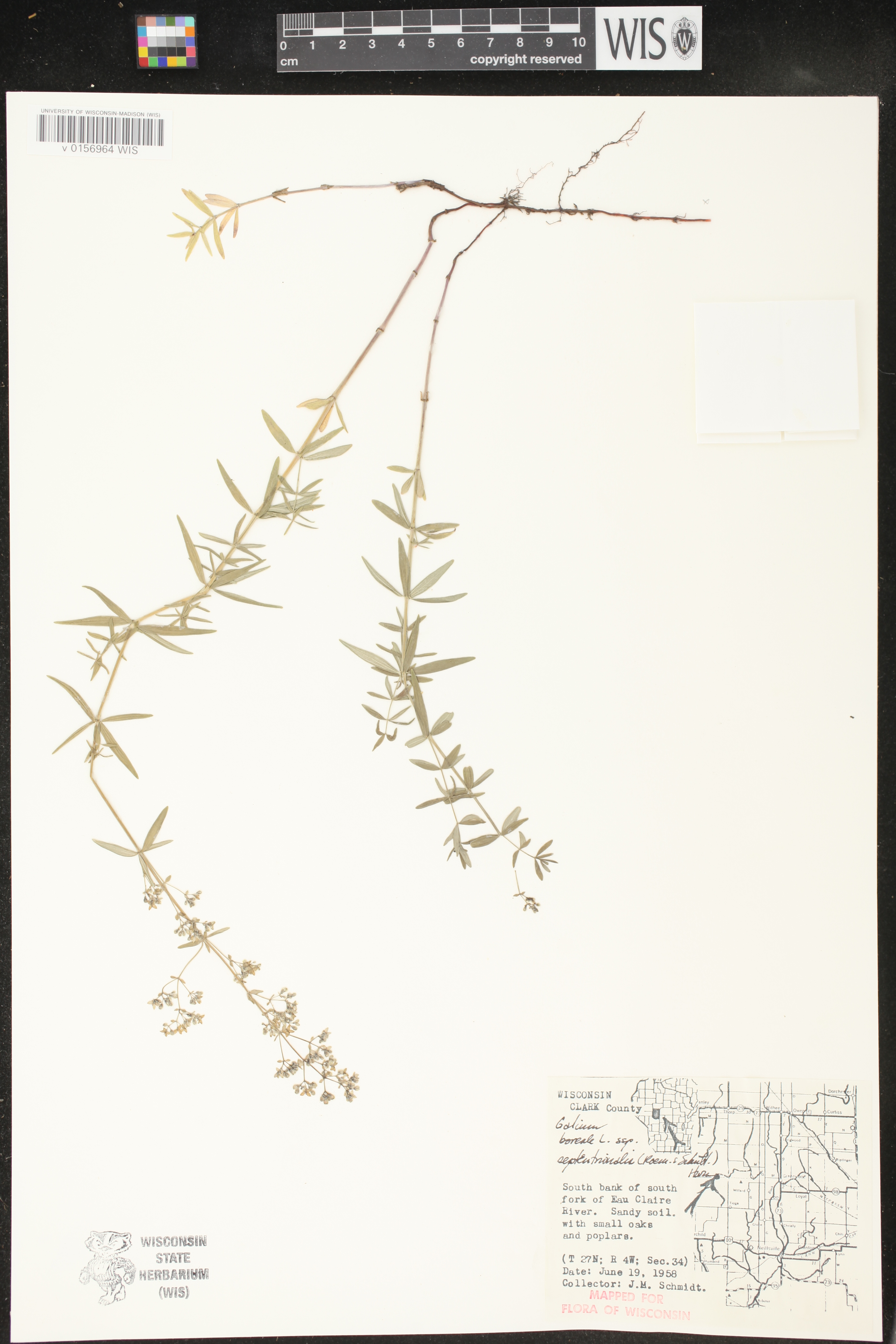 Galium boreale image
