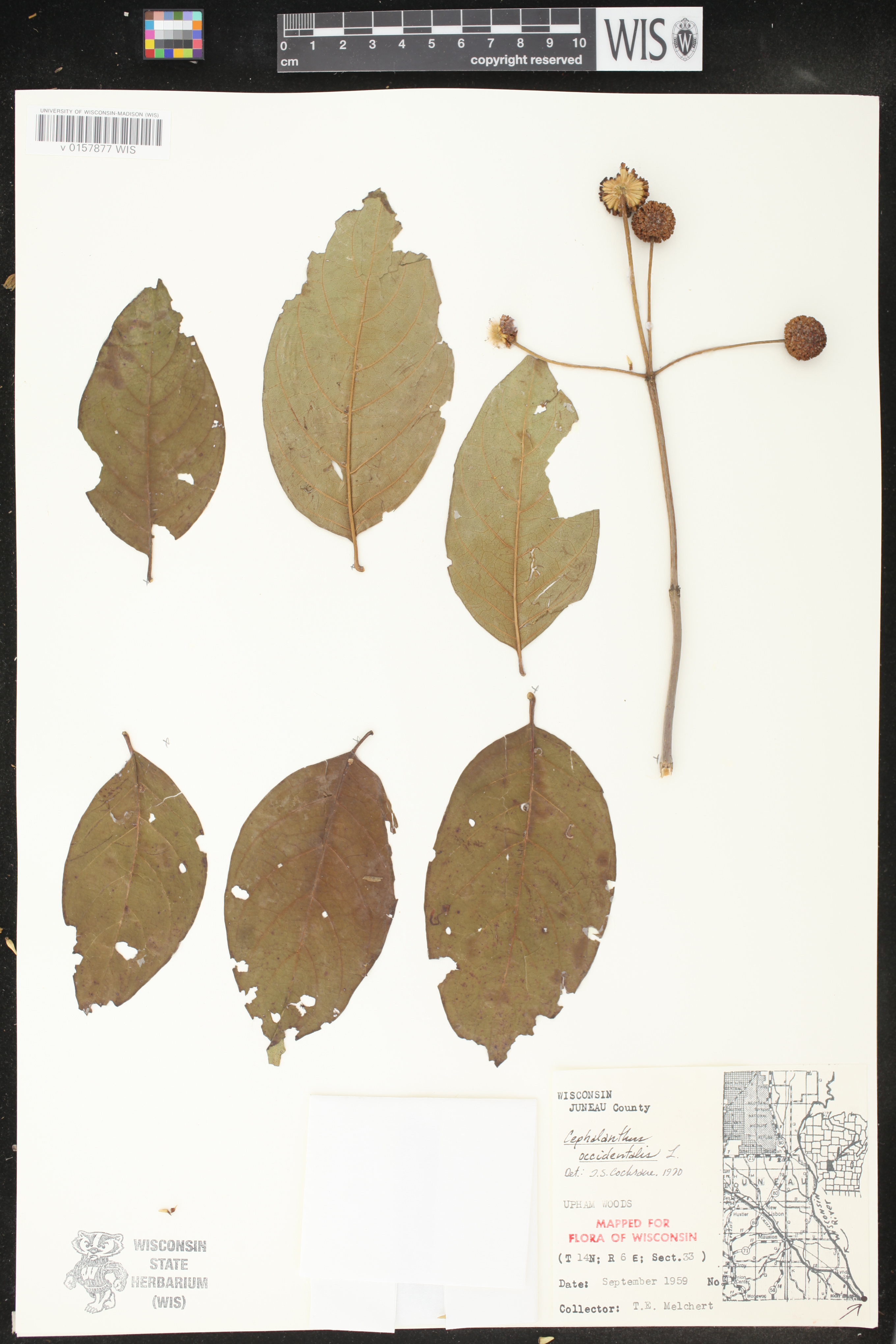 Cephalanthus occidentalis image