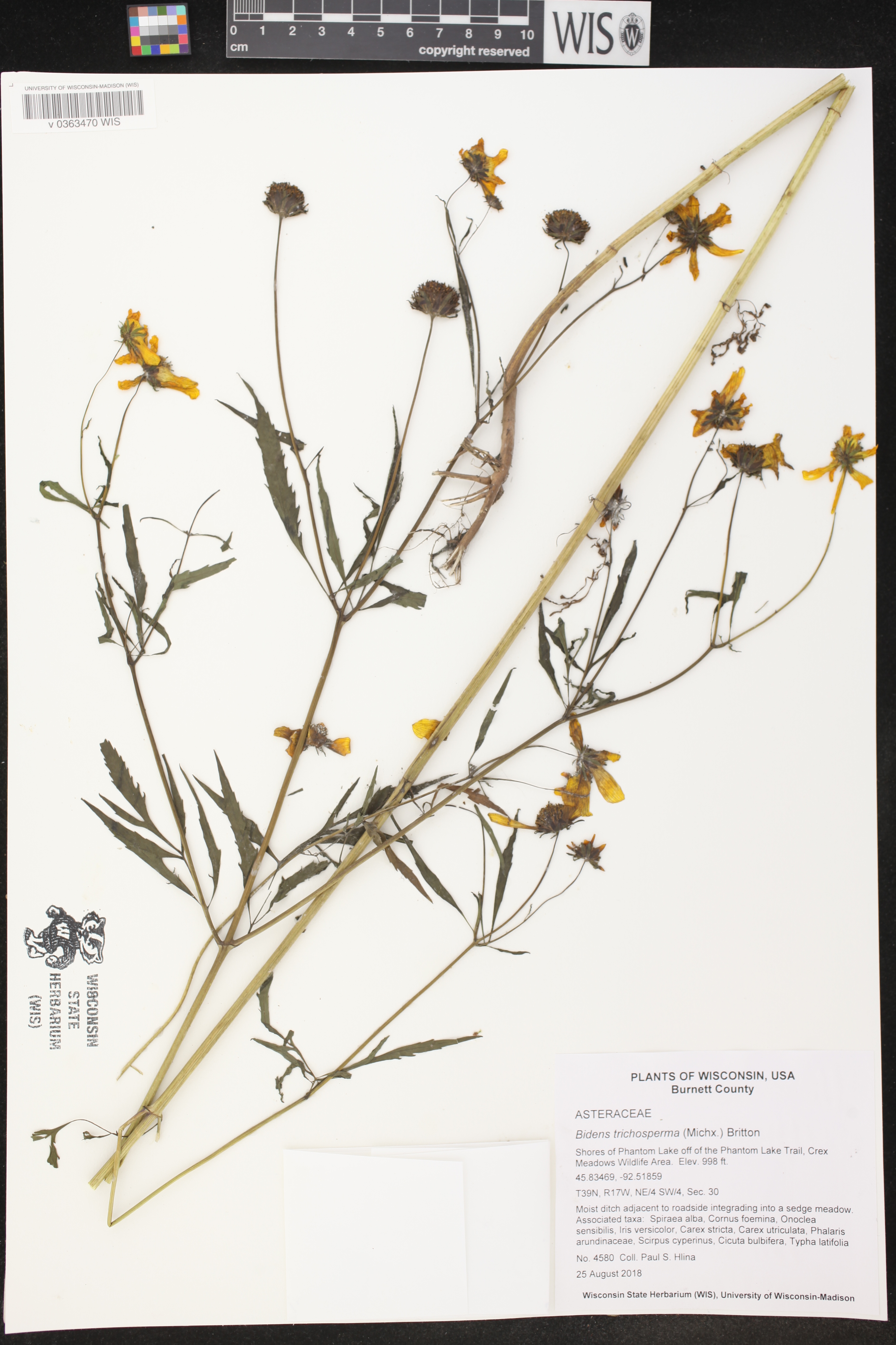 Bidens trichosperma image