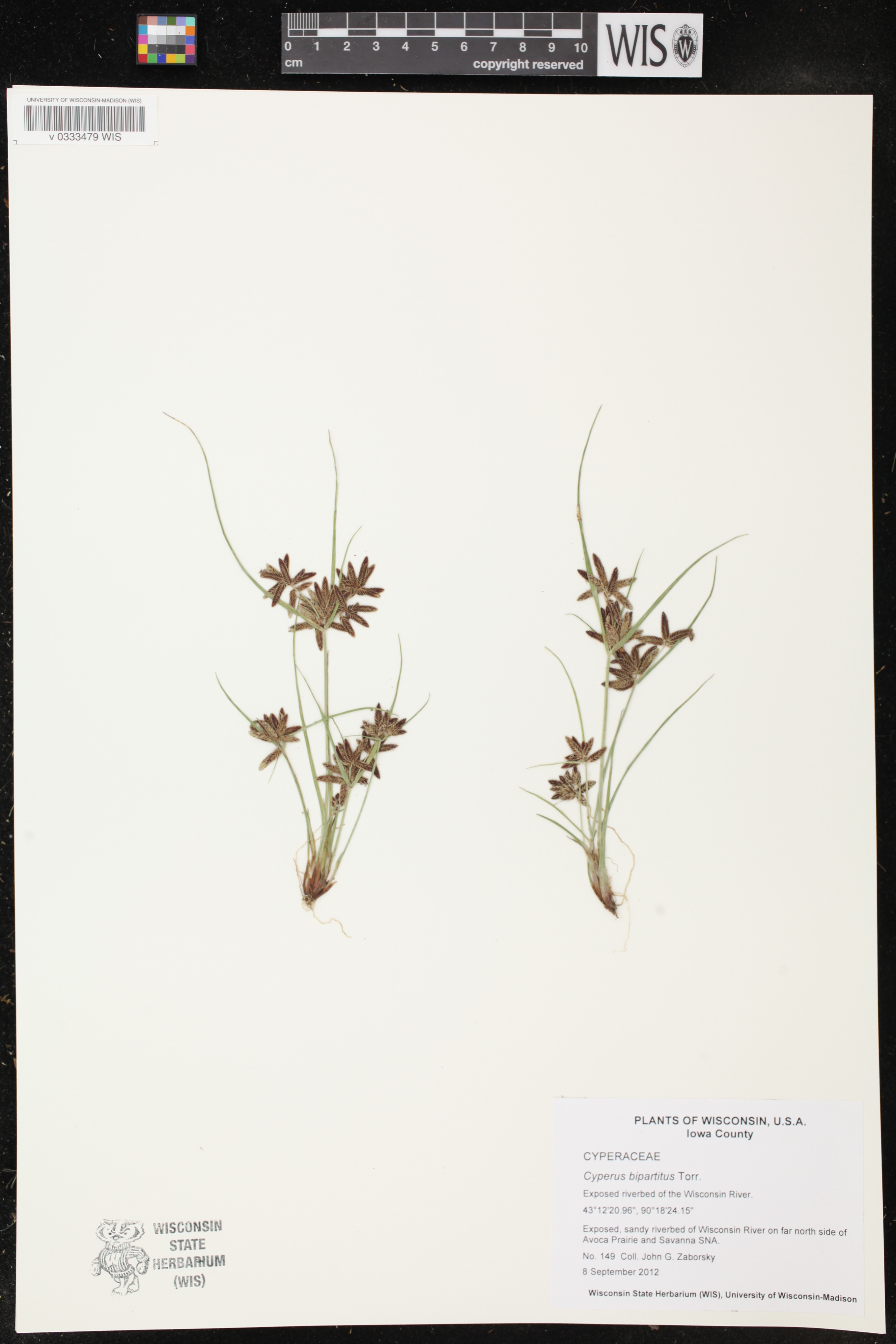 Cyperus bipartitus image