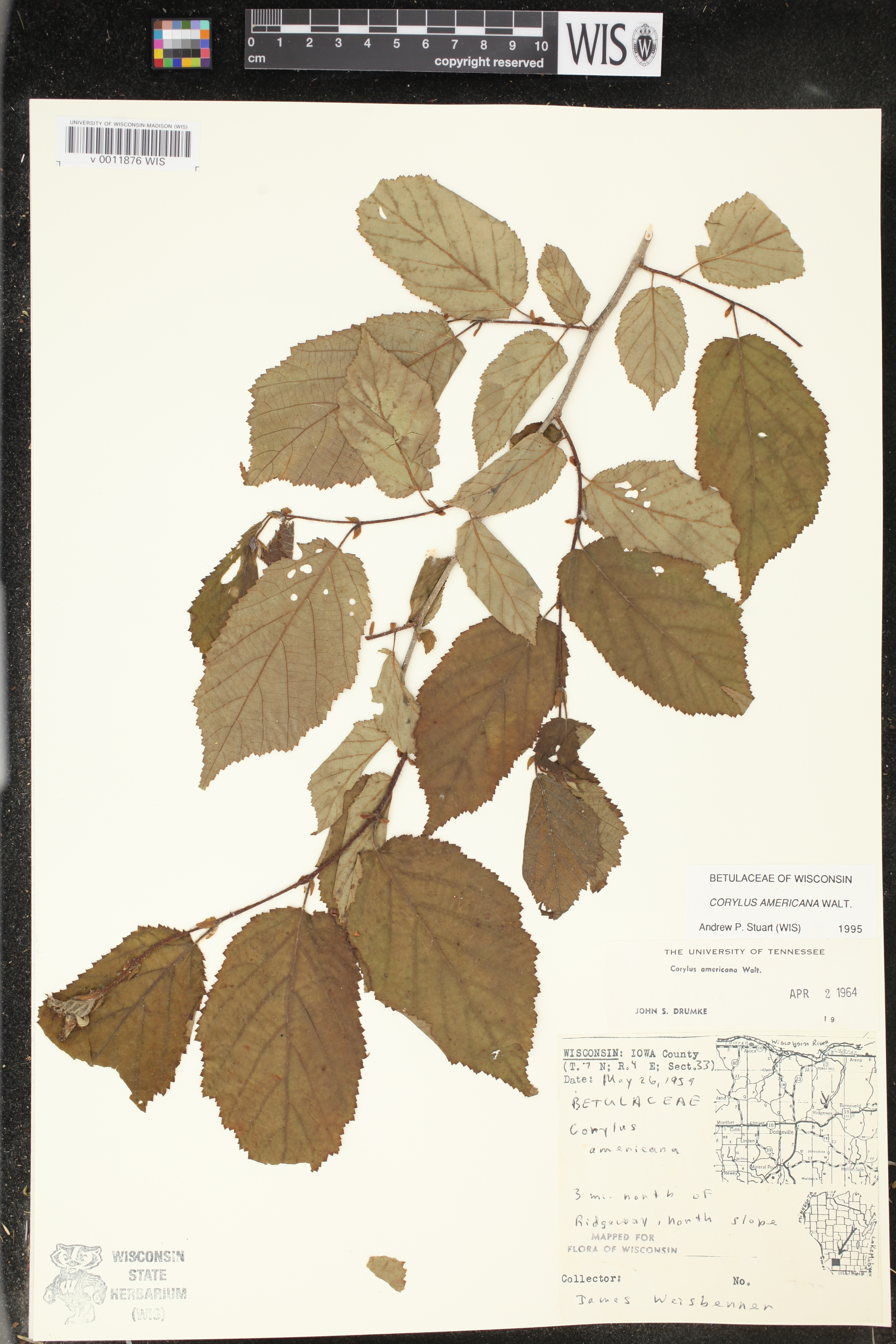 Corylus americana image